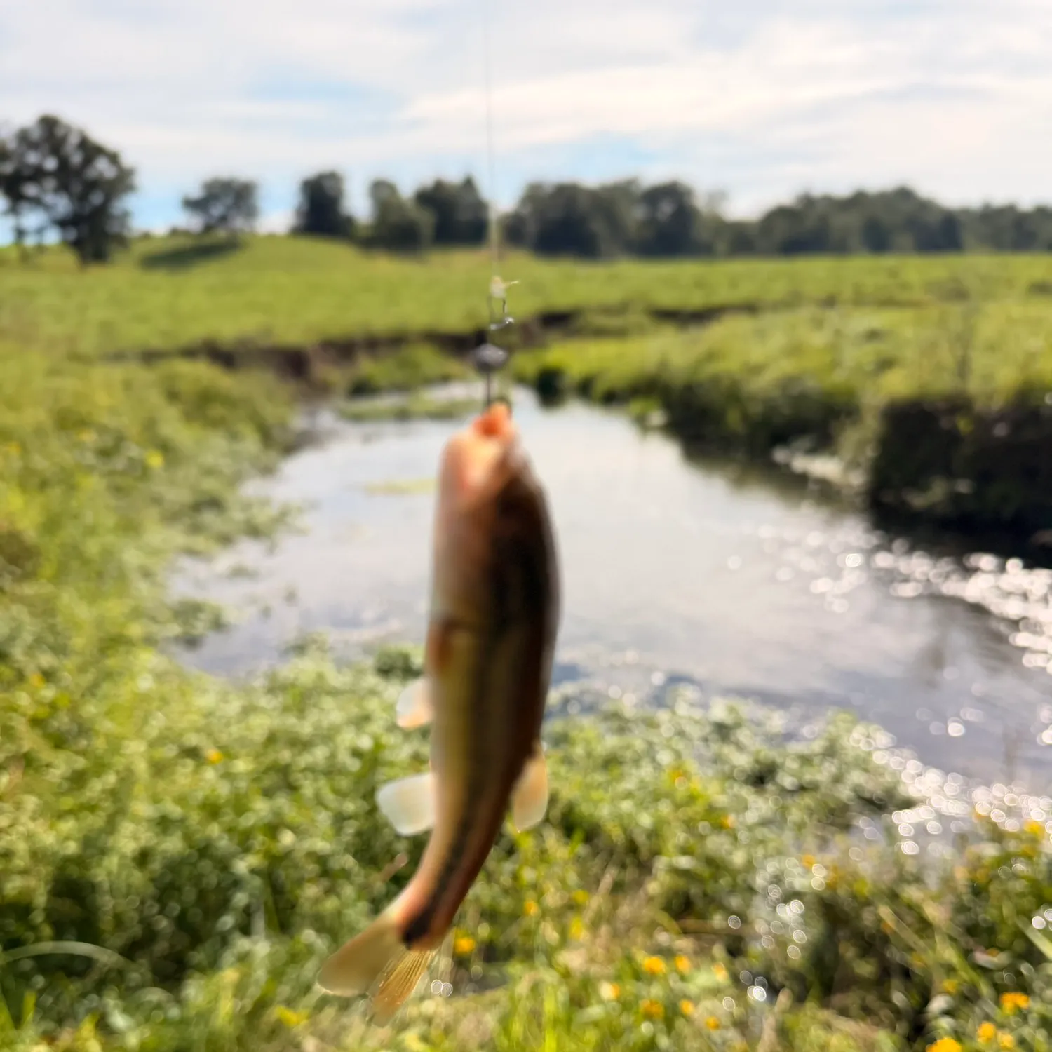 Creek chub caught on Fishbrain