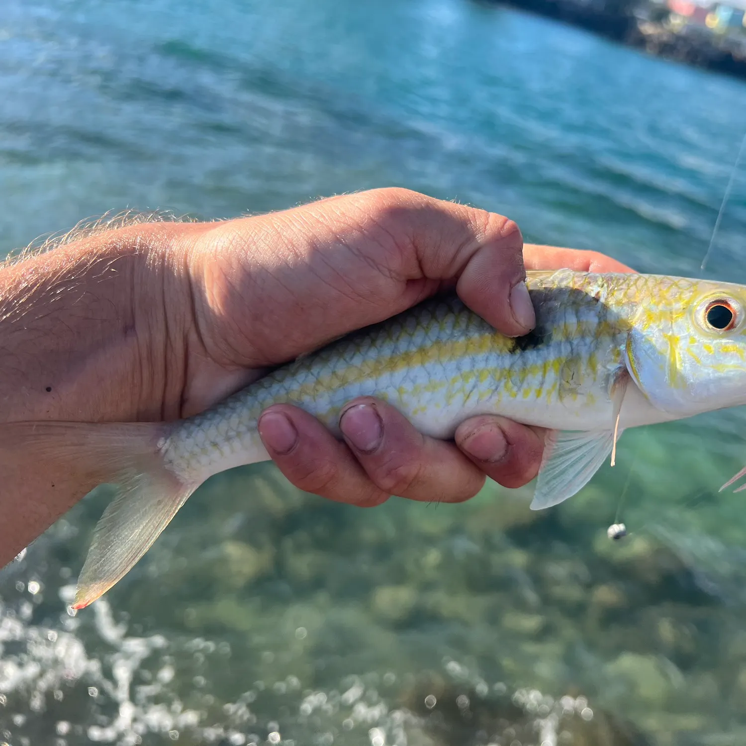 The most popular recent Yellowstripe goatfish catch on Fishbrain