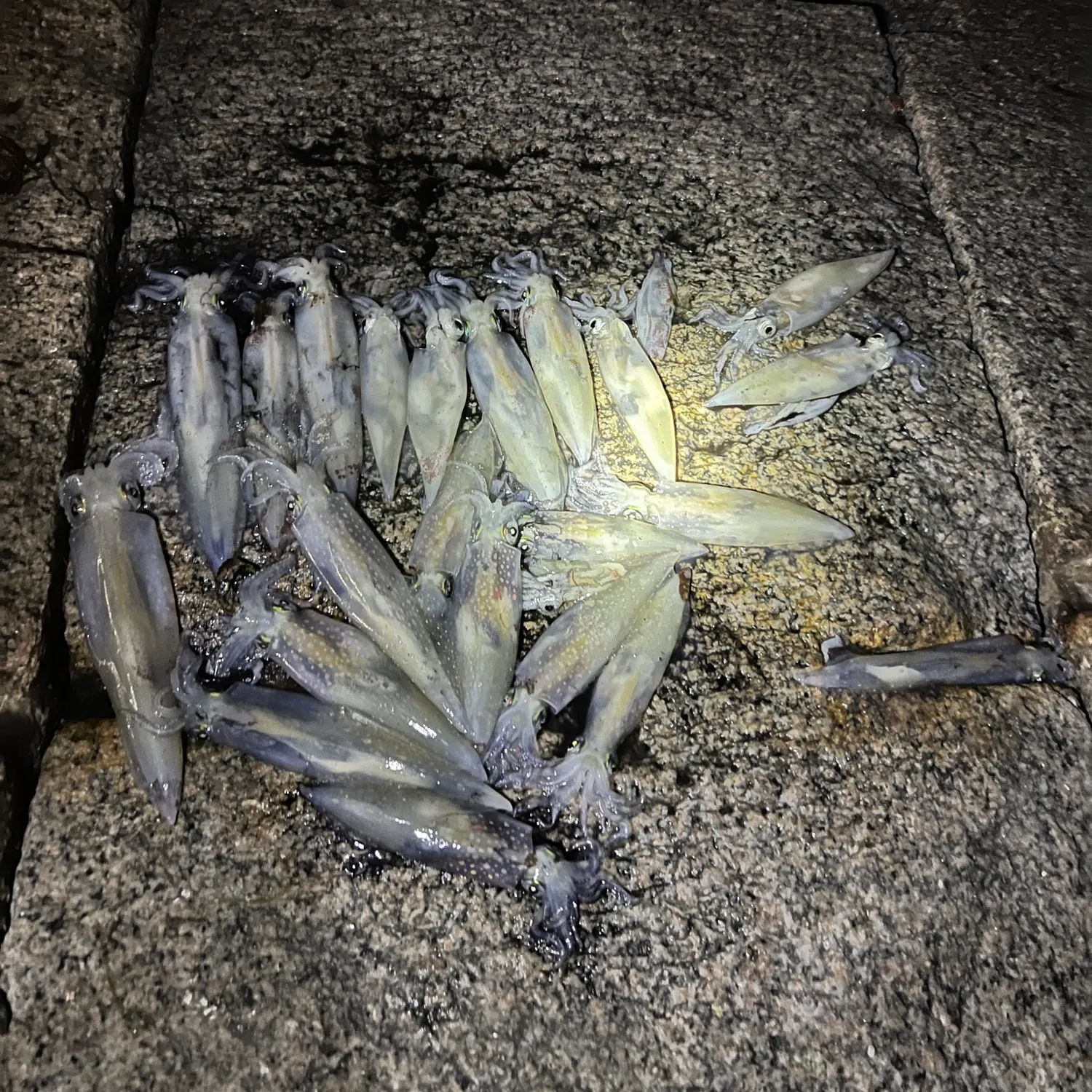 The most recent Gould's squid catches on Fishbrain