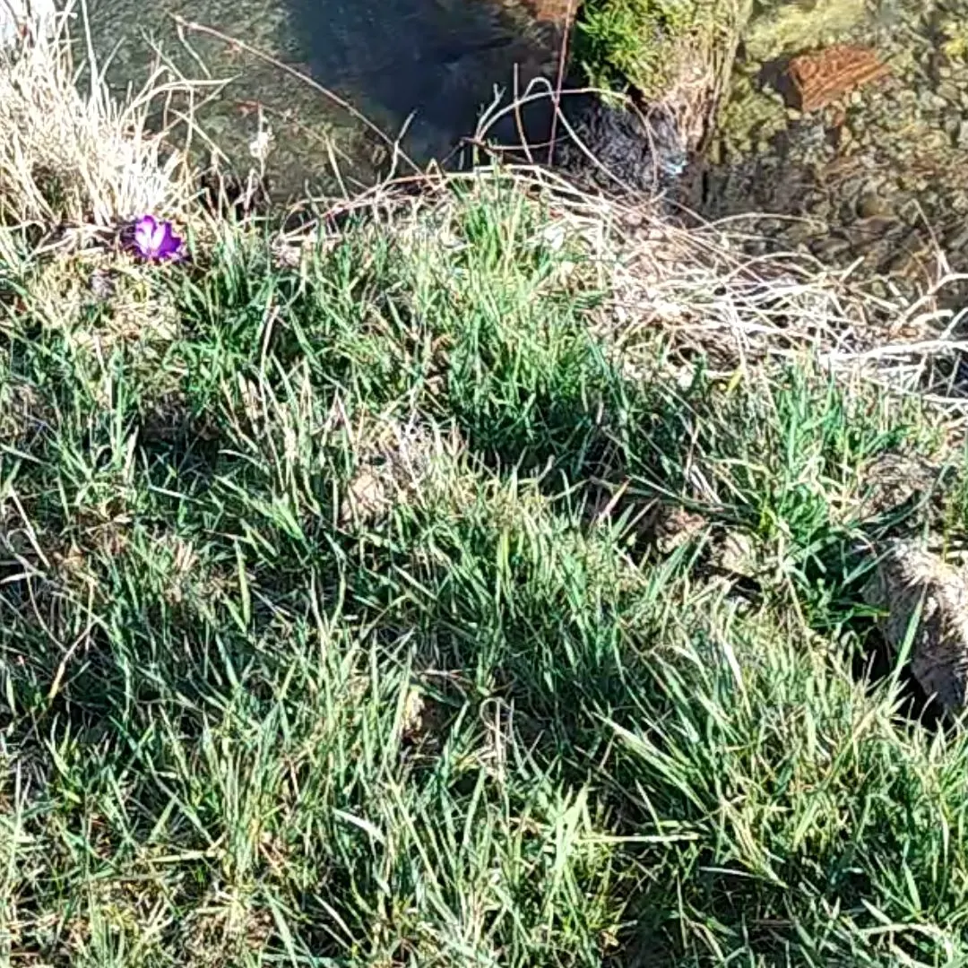 The most recent Huchen catches on Fishbrain