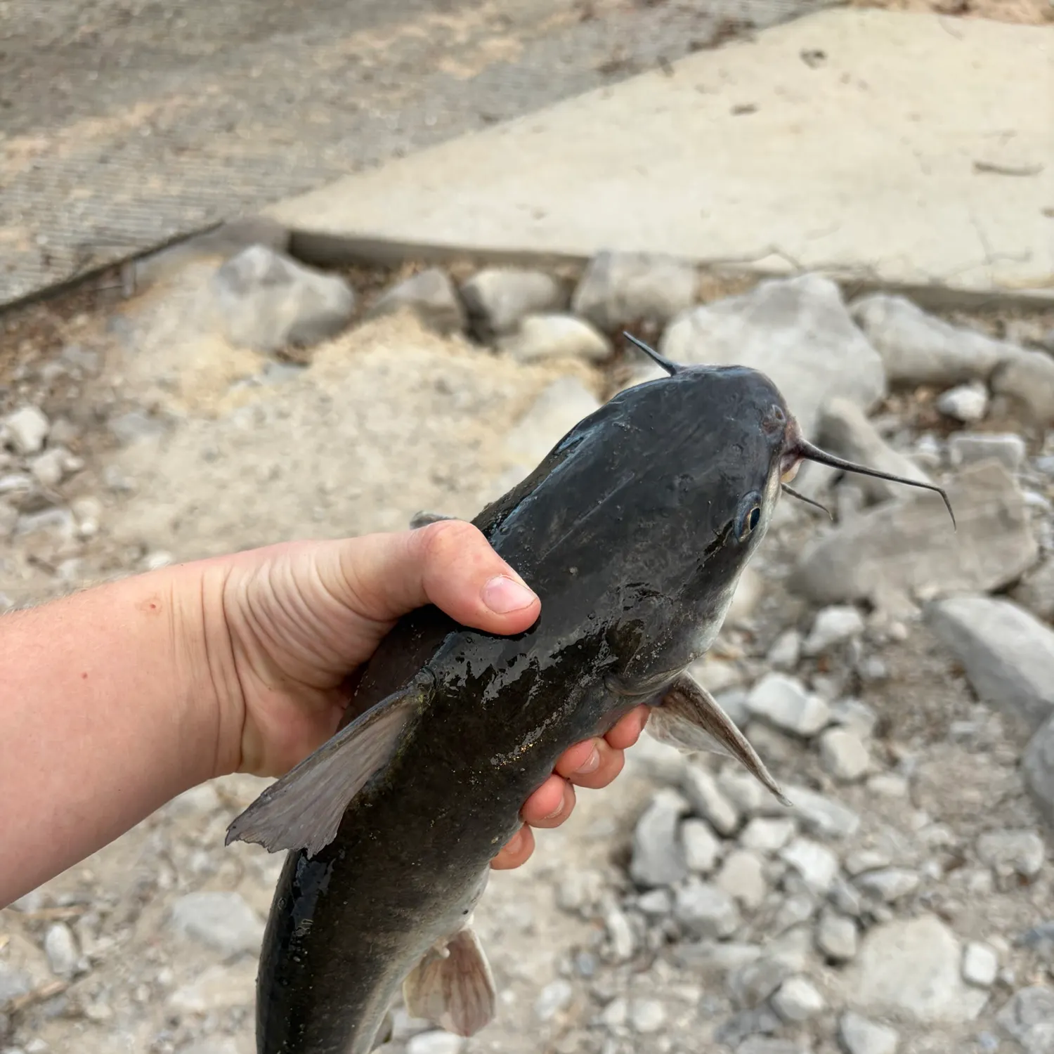 Gafftopsail sea catfish caught on Fishbrain