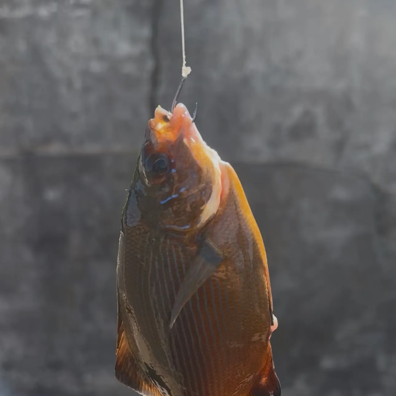 Striped seaperch caught on Fishbrain