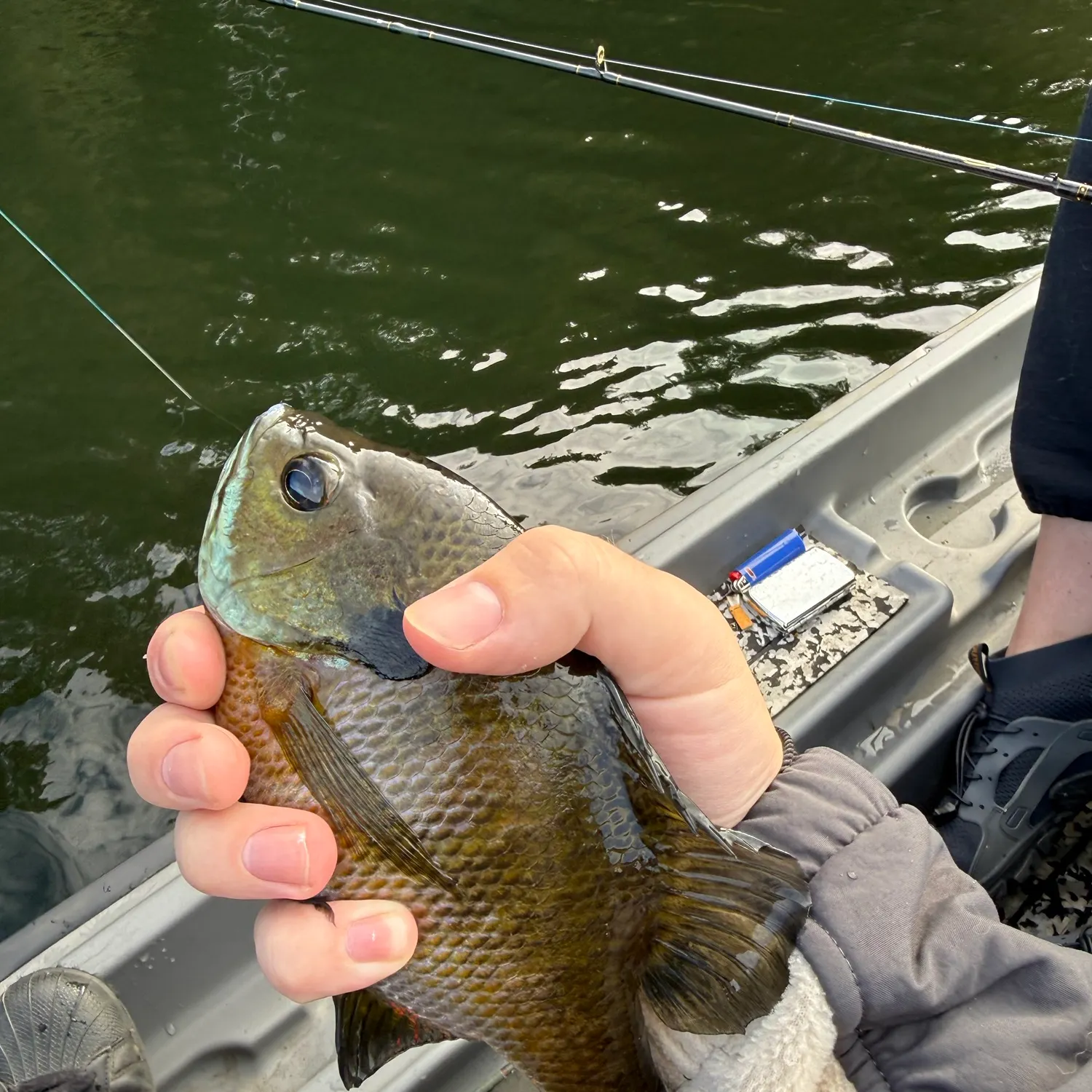 Bluegill caught on Fishbrain