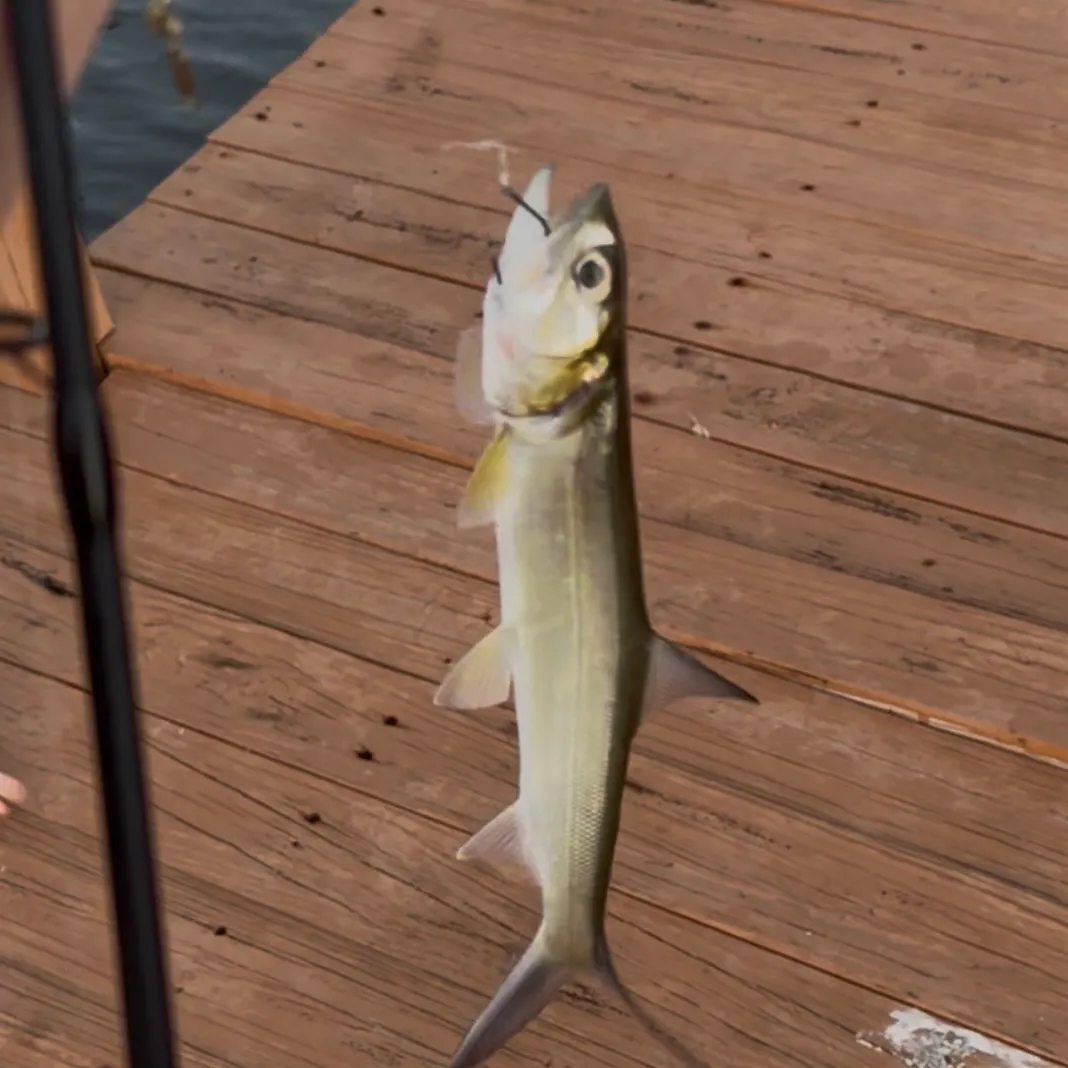 Ladyfish caught on Fishbrain
