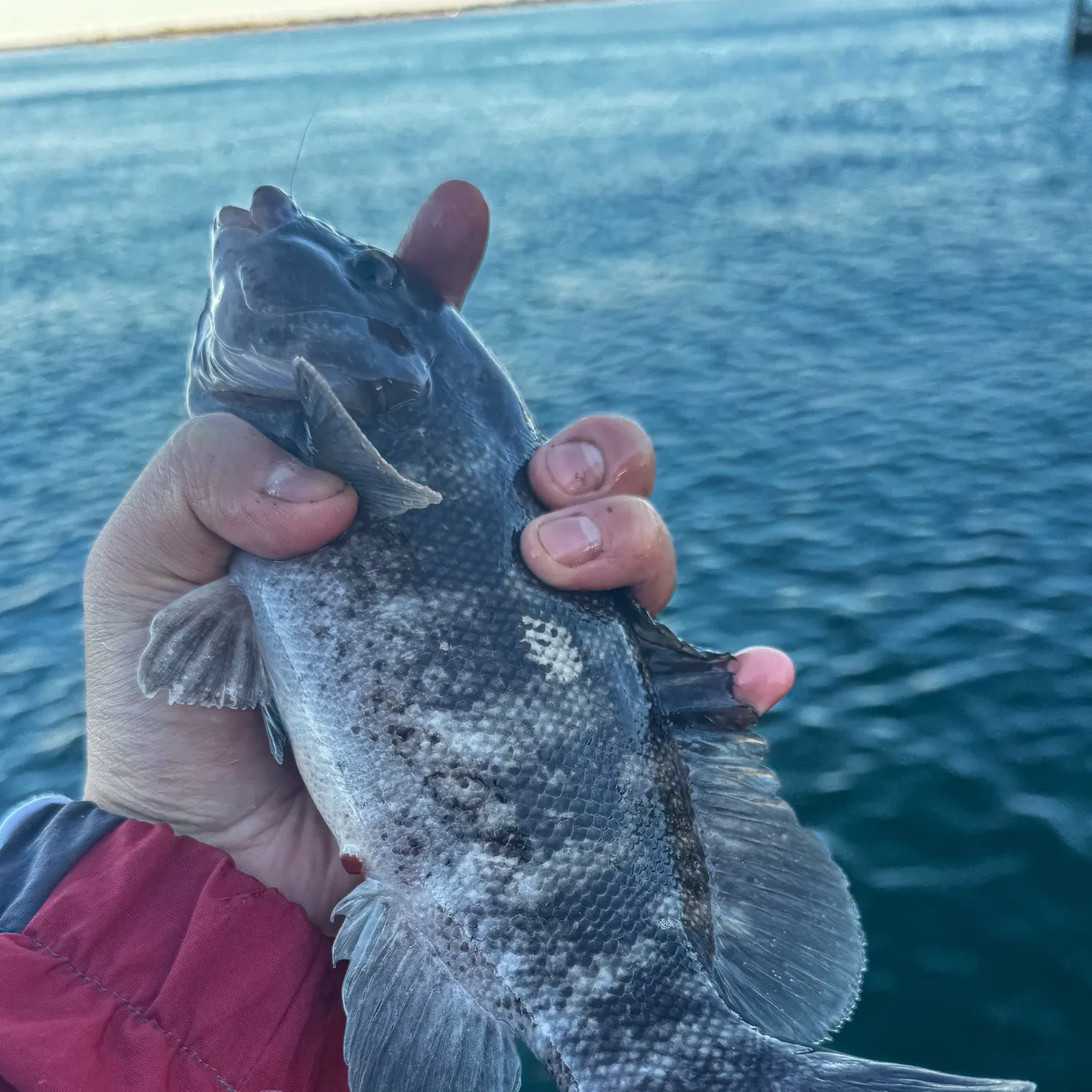 Tautog caught on Fishbrain