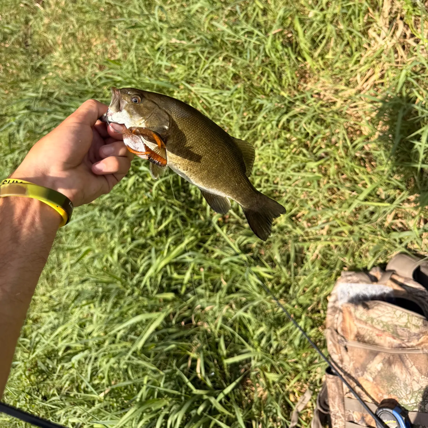 Smallmouth bass caught on Fishbrain