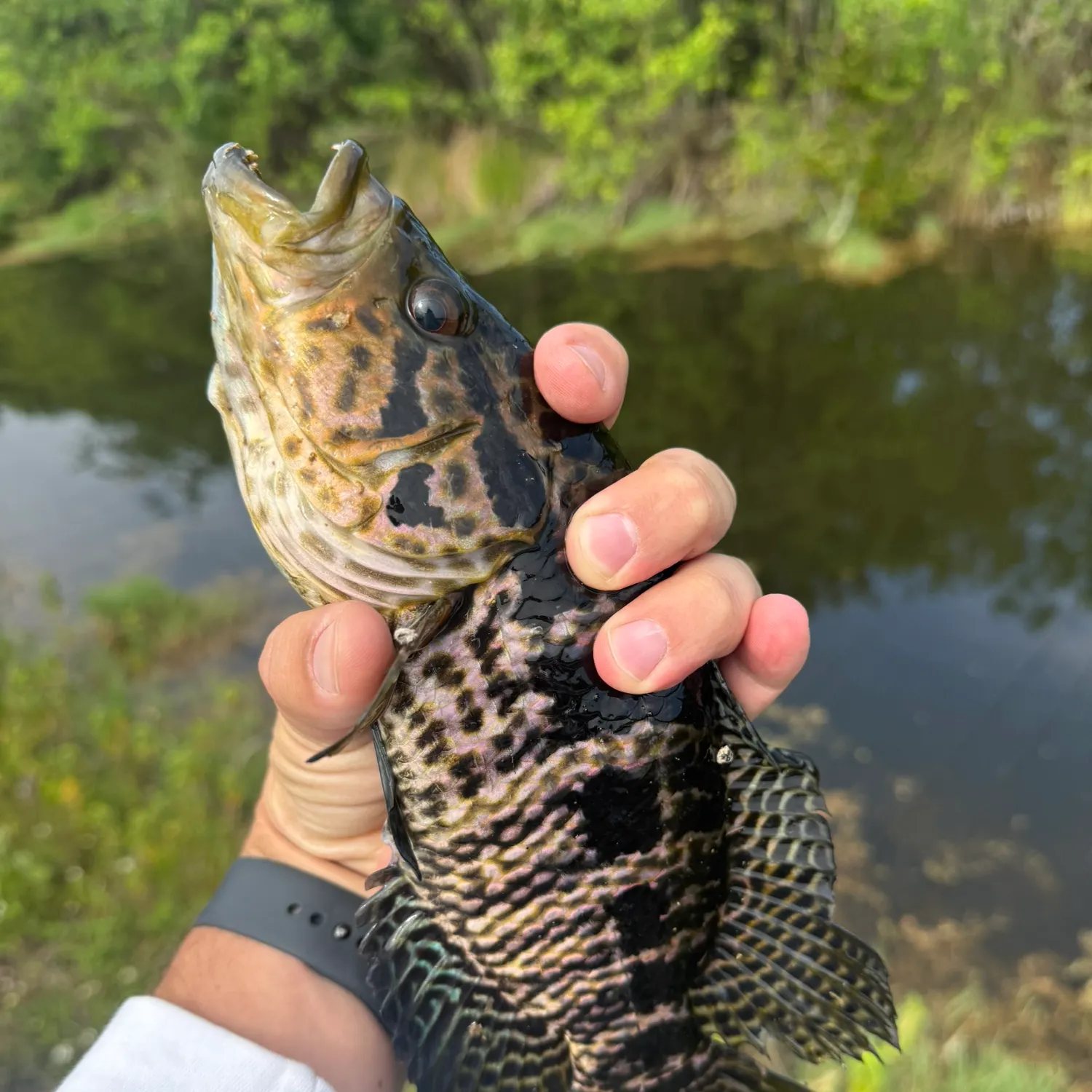 The most recent Jaguar cichlid catches on Fishbrain