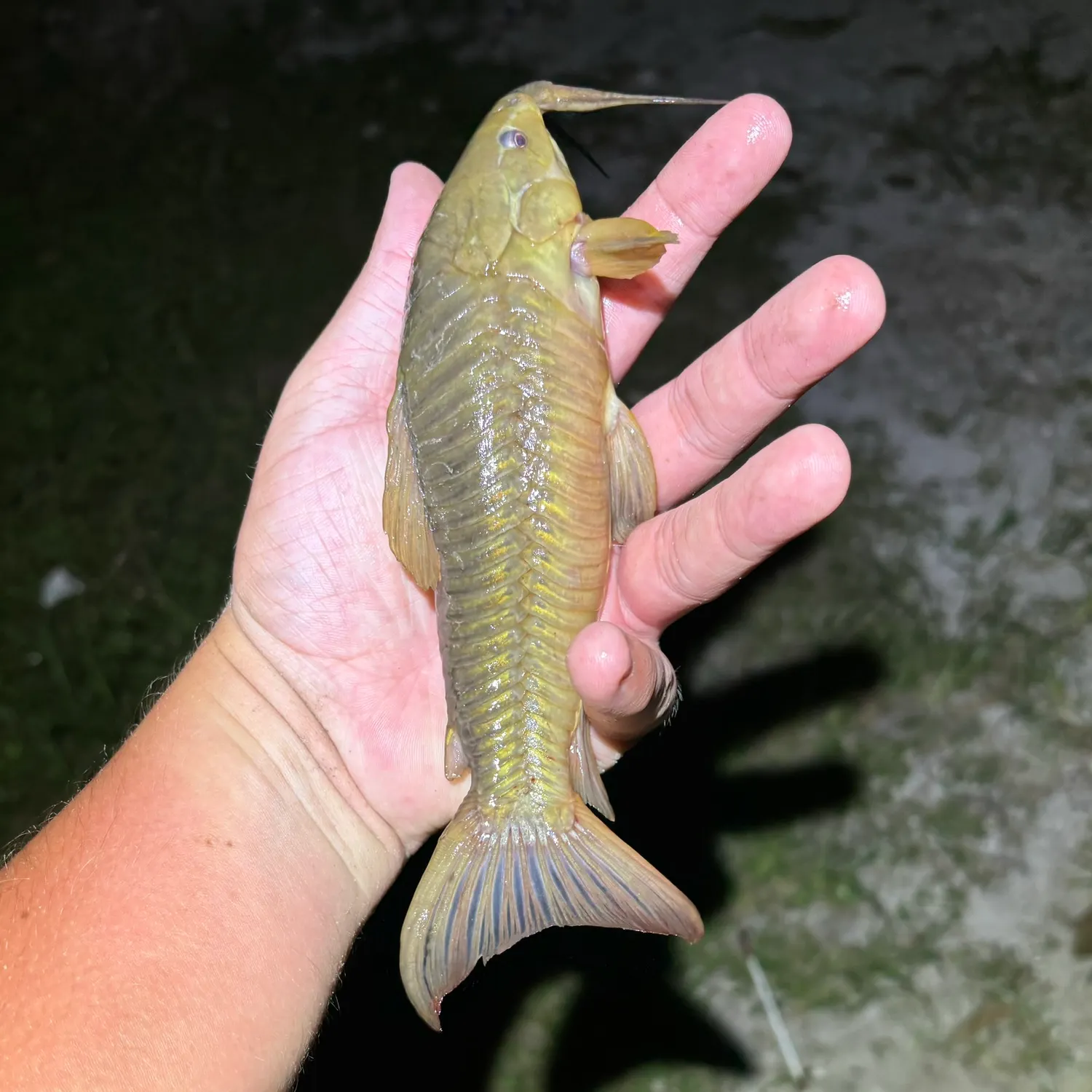 The most recent Brown Hoplo catches on Fishbrain