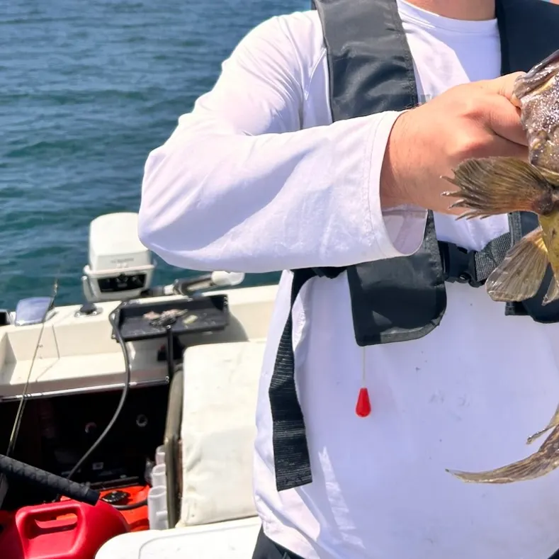 The most recent Black and yellow rockfish catches on Fishbrain