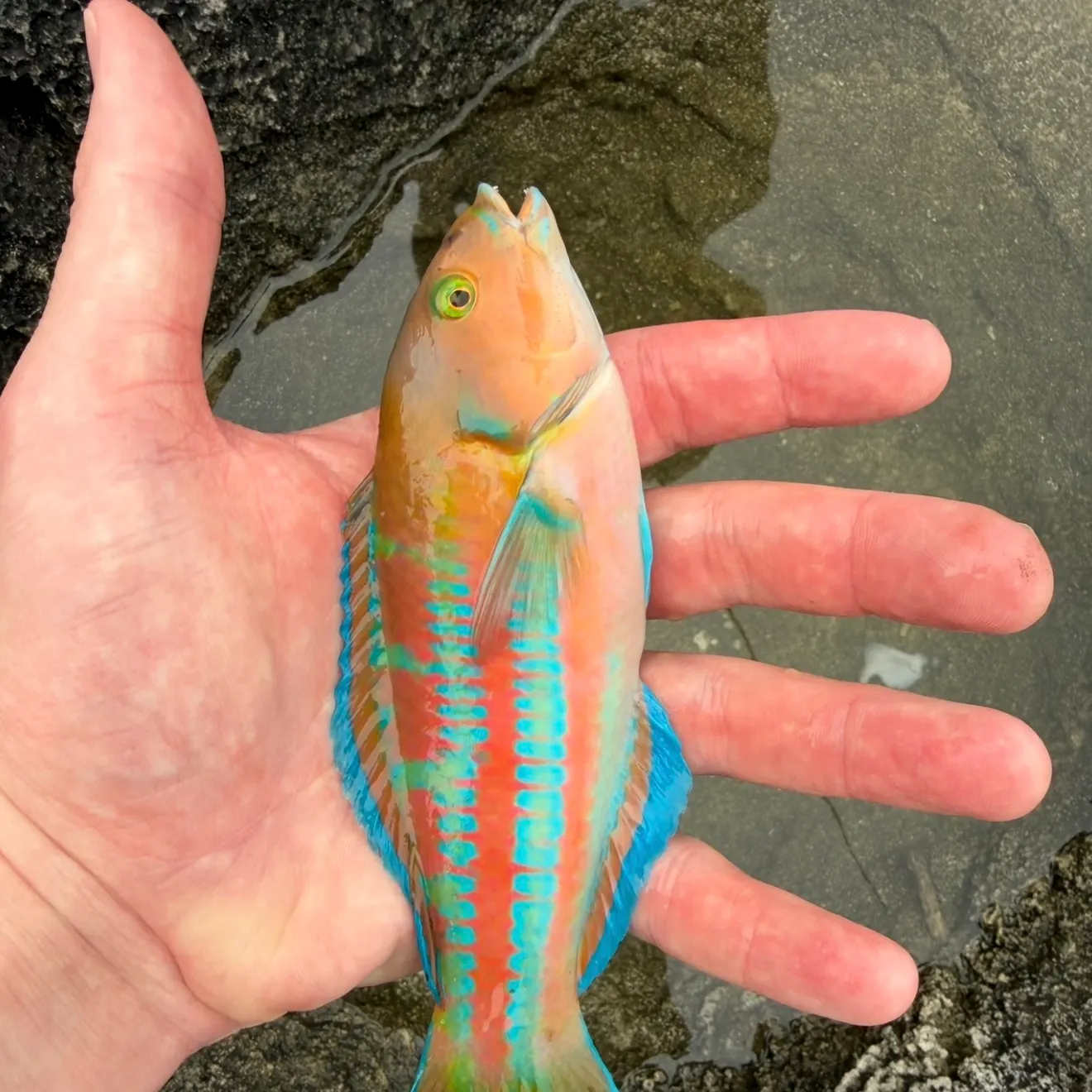 The most recent Surge wrasse catches on Fishbrain