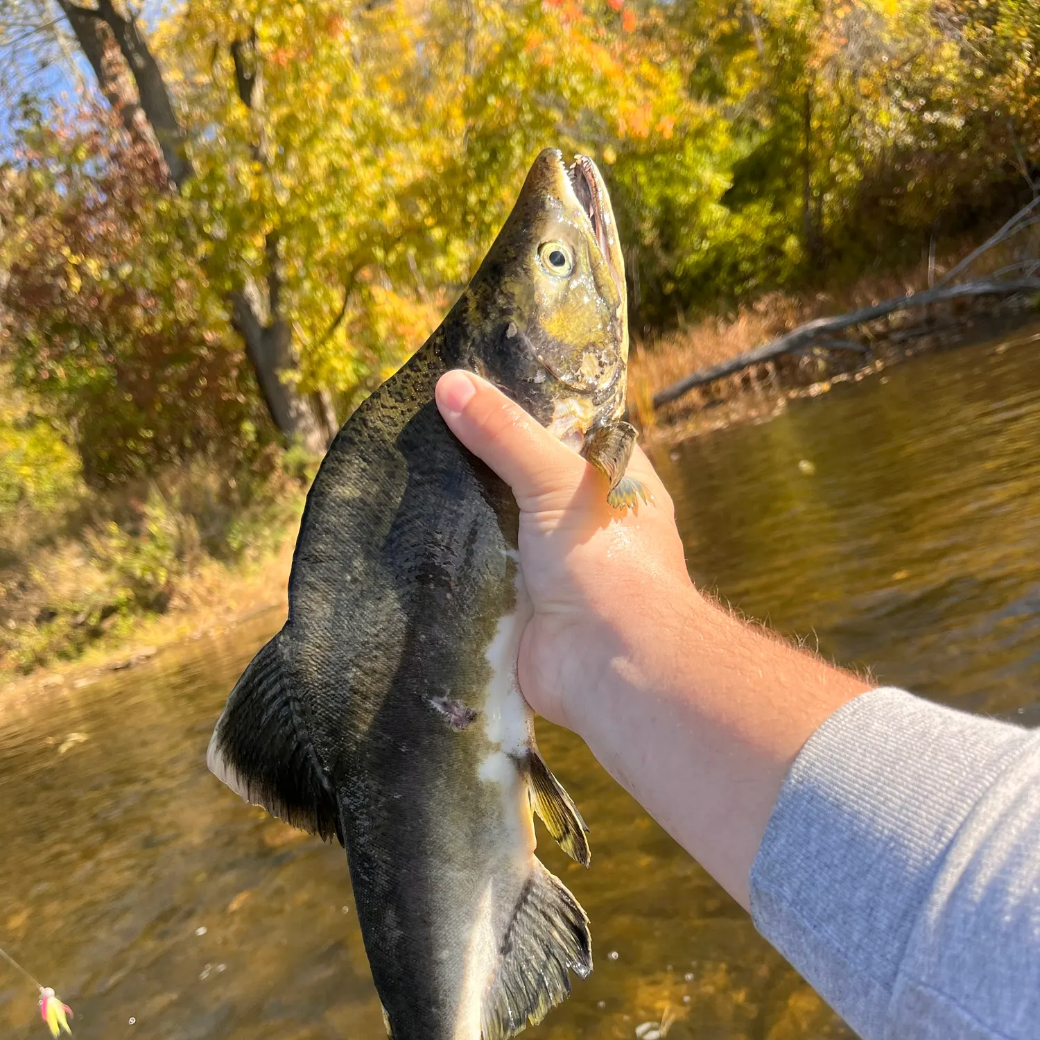 Pink salmon caught on Fishbrain