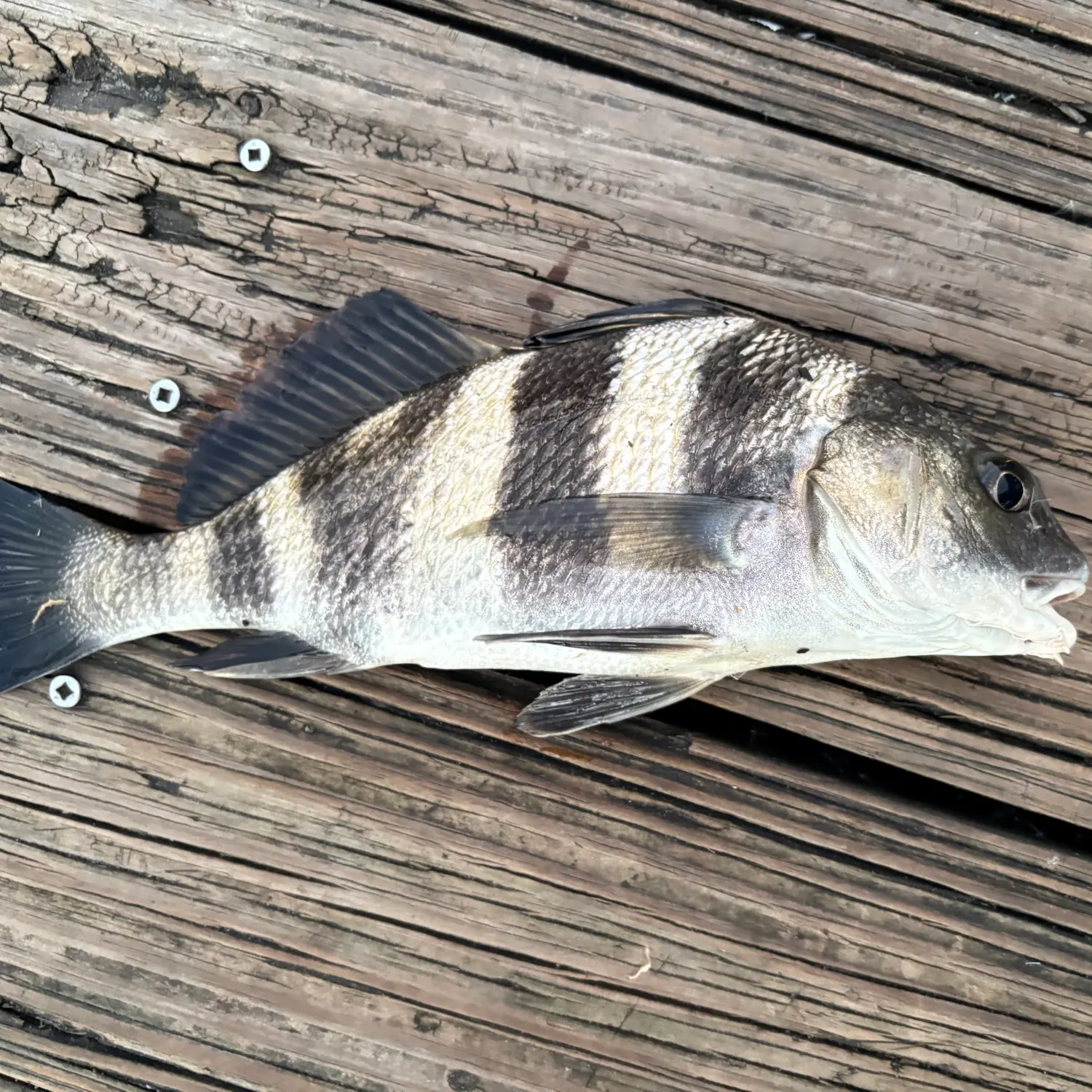 Black drum caught on Fishbrain