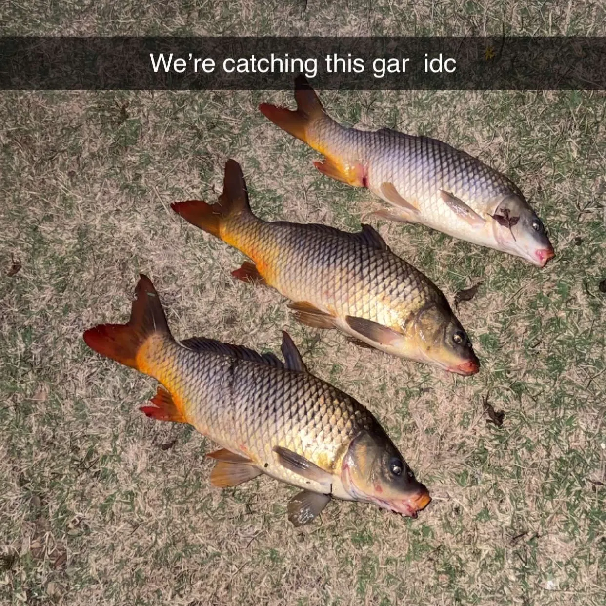 recently logged catches