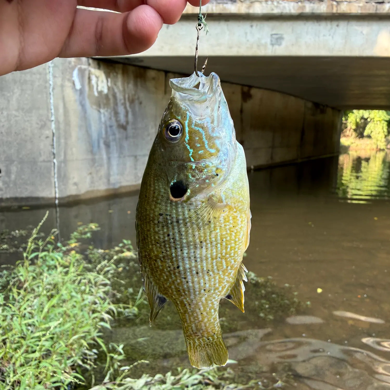 Green sunfish caught on Fishbrain