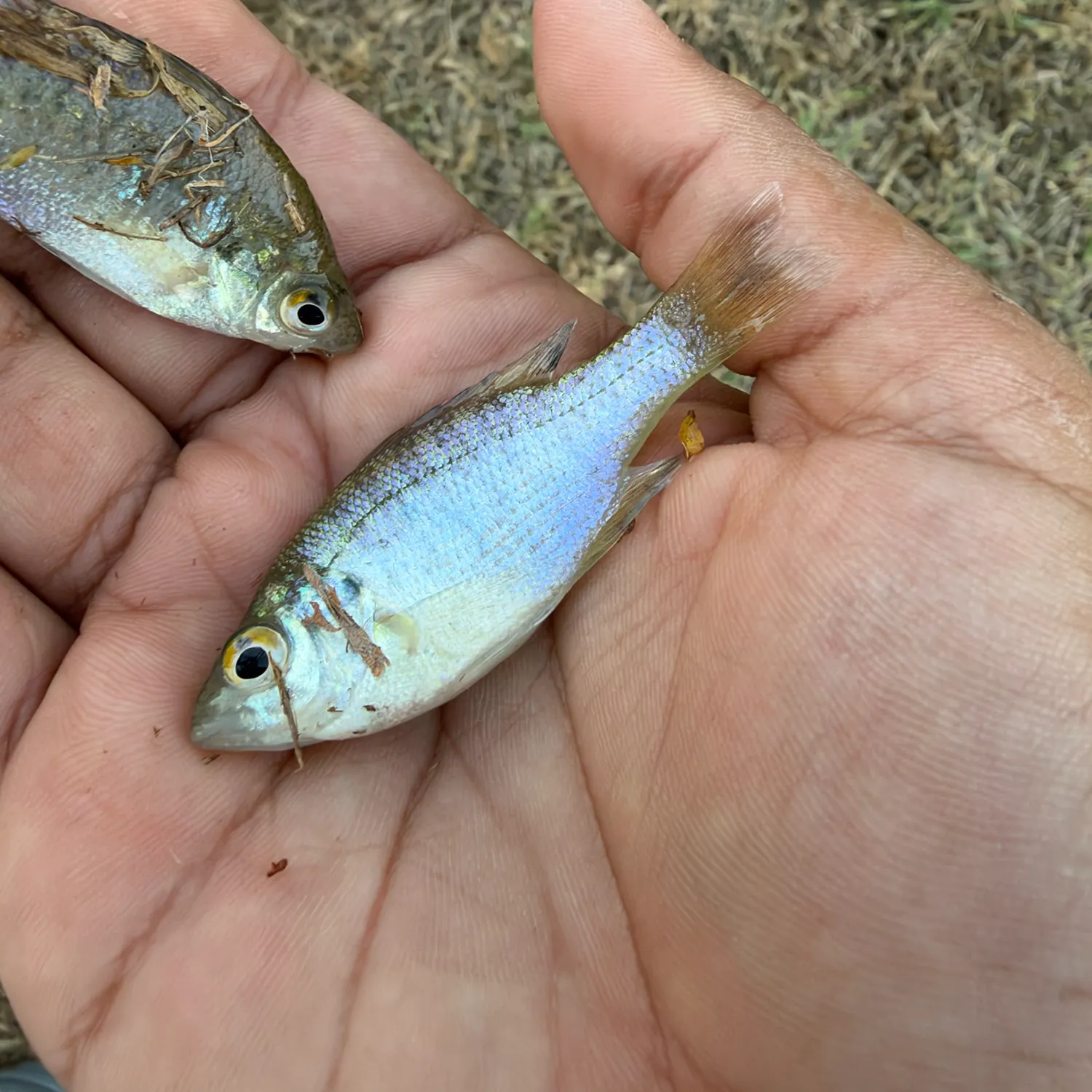 White crappie caught on Fishbrain