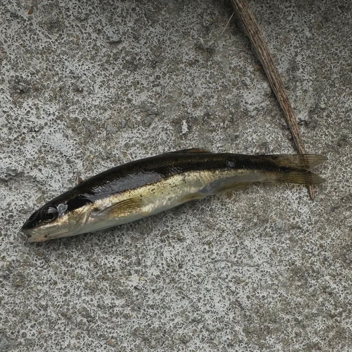 Eastern blacknose dace caught on Fishbrain