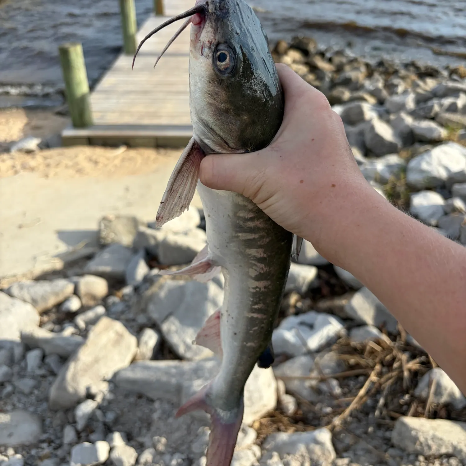 Gafftopsail sea catfish caught on Fishbrain
