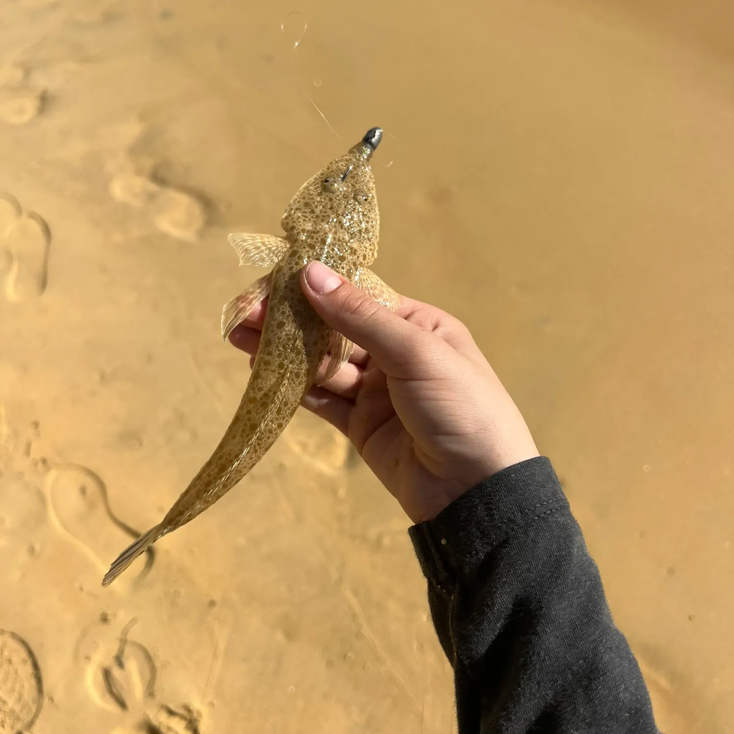 The most recent Bar-tailed flathead catches on Fishbrain
