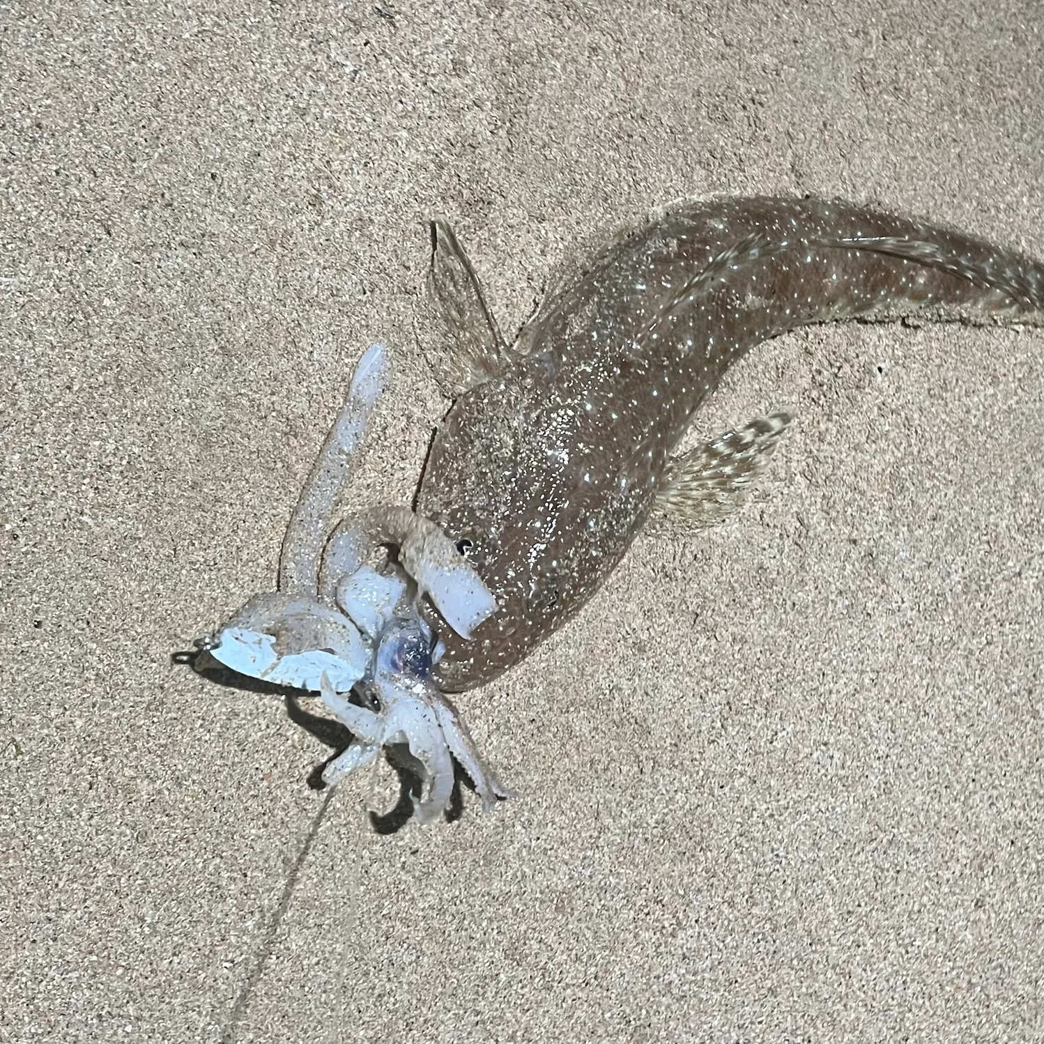 The most recent Blue-spotted flathead catches on Fishbrain