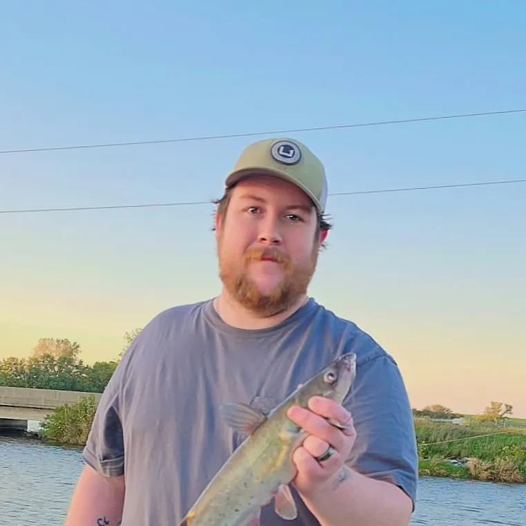 Channel catfish caught on Fishbrain