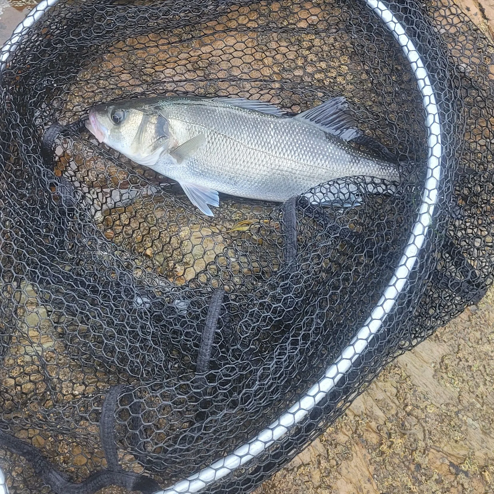 European seabass caught on Fishbrain