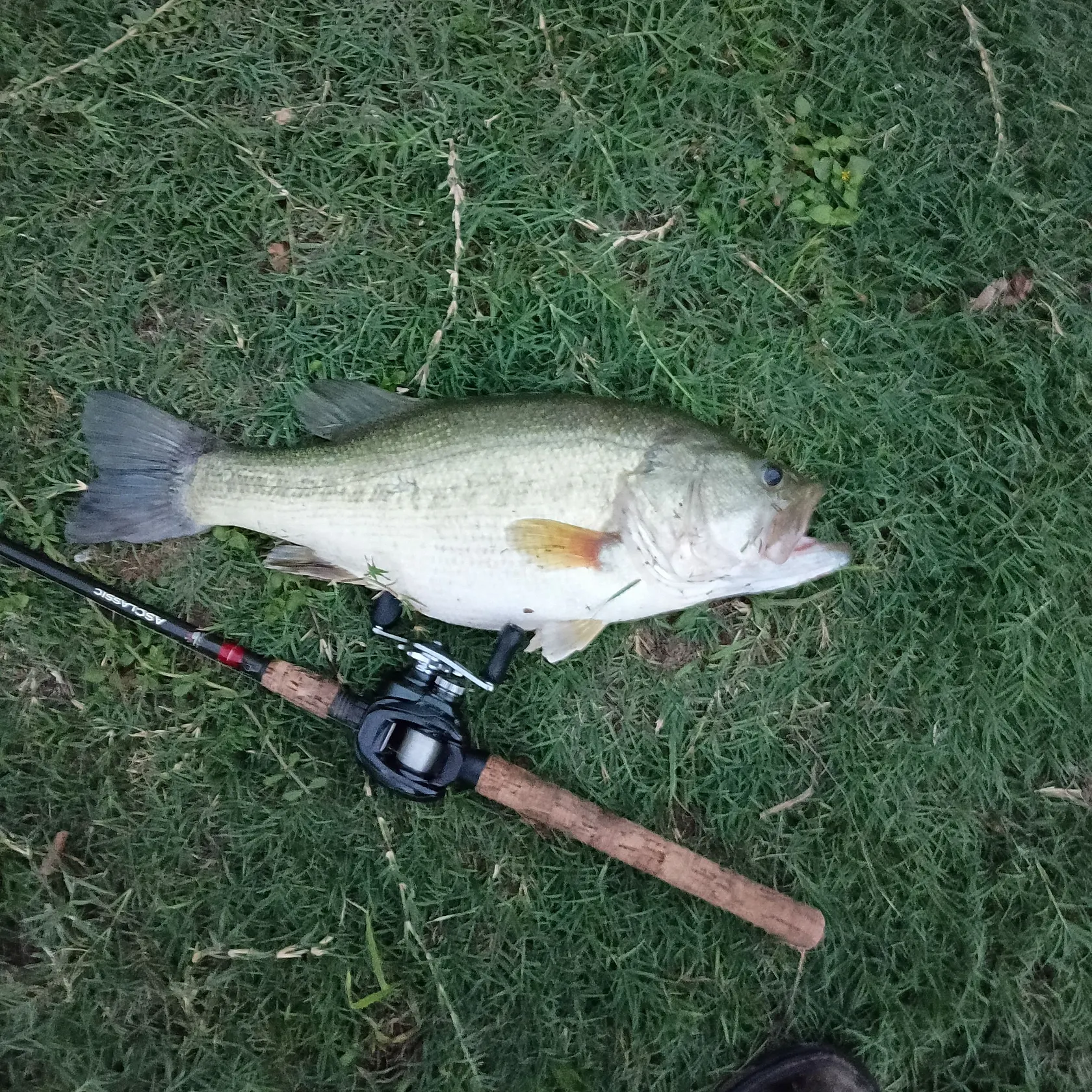 Largemouth bass caught on Fishbrain
