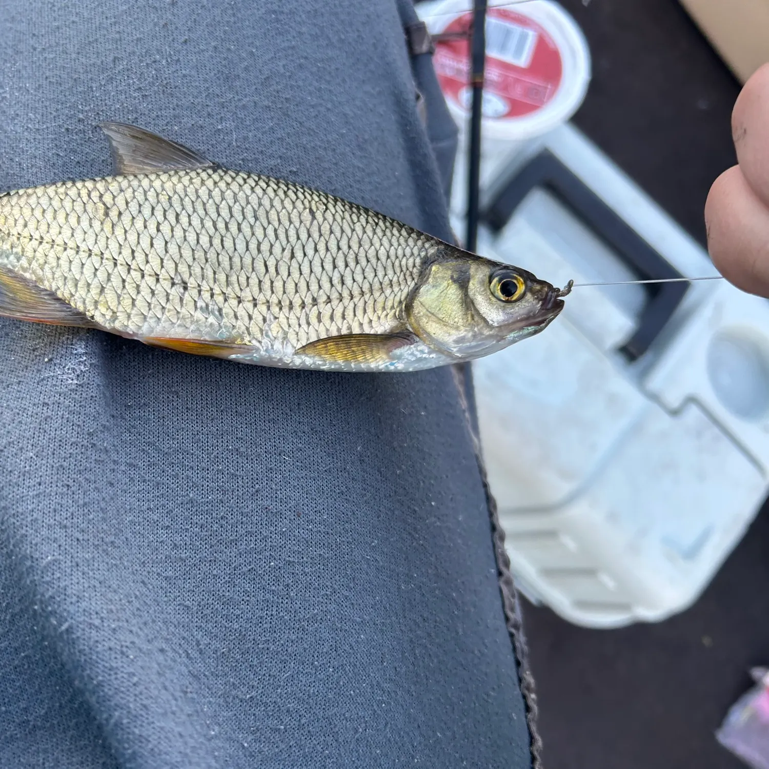 Golden shiner caught on Fishbrain