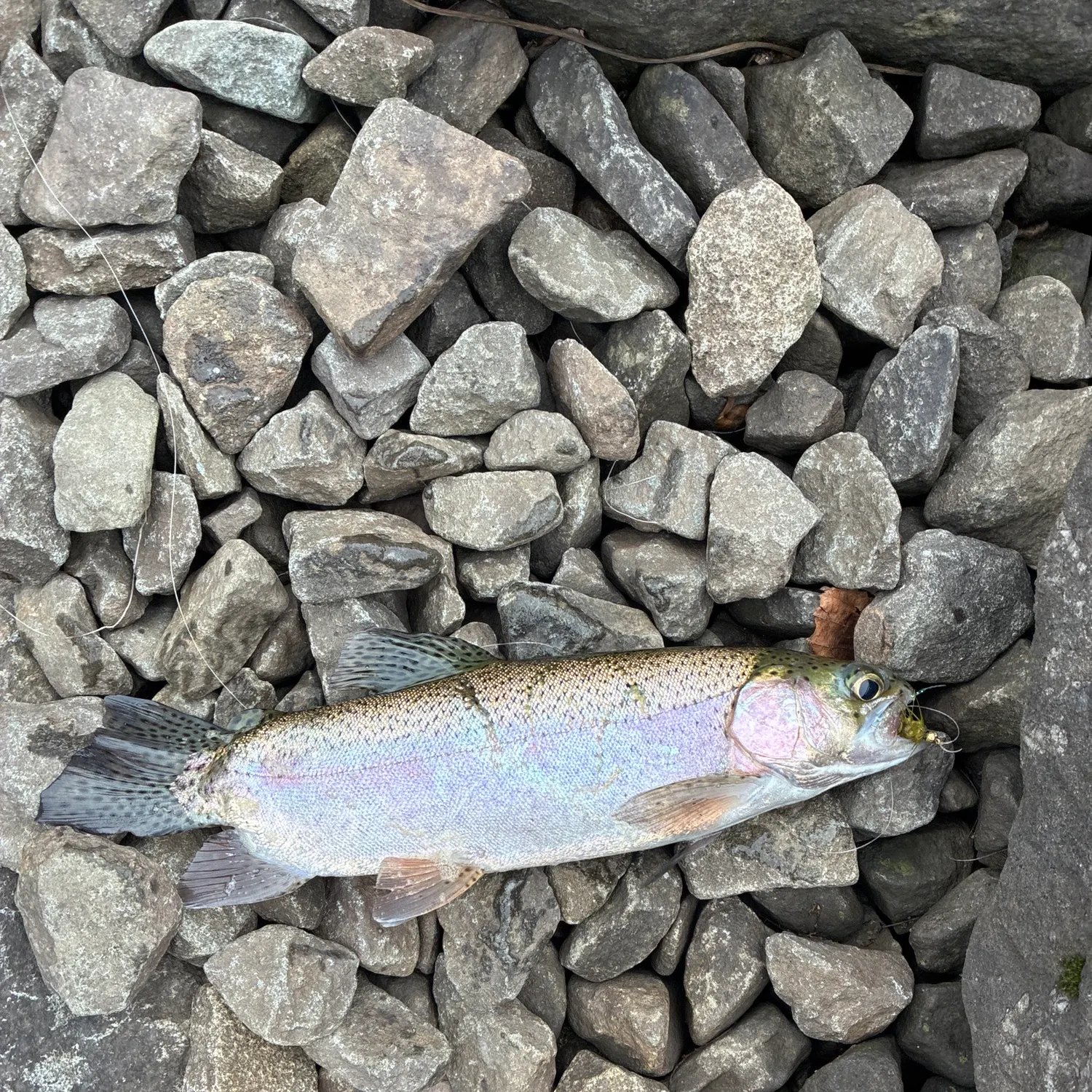 Rainbow trout caught on Fishbrain