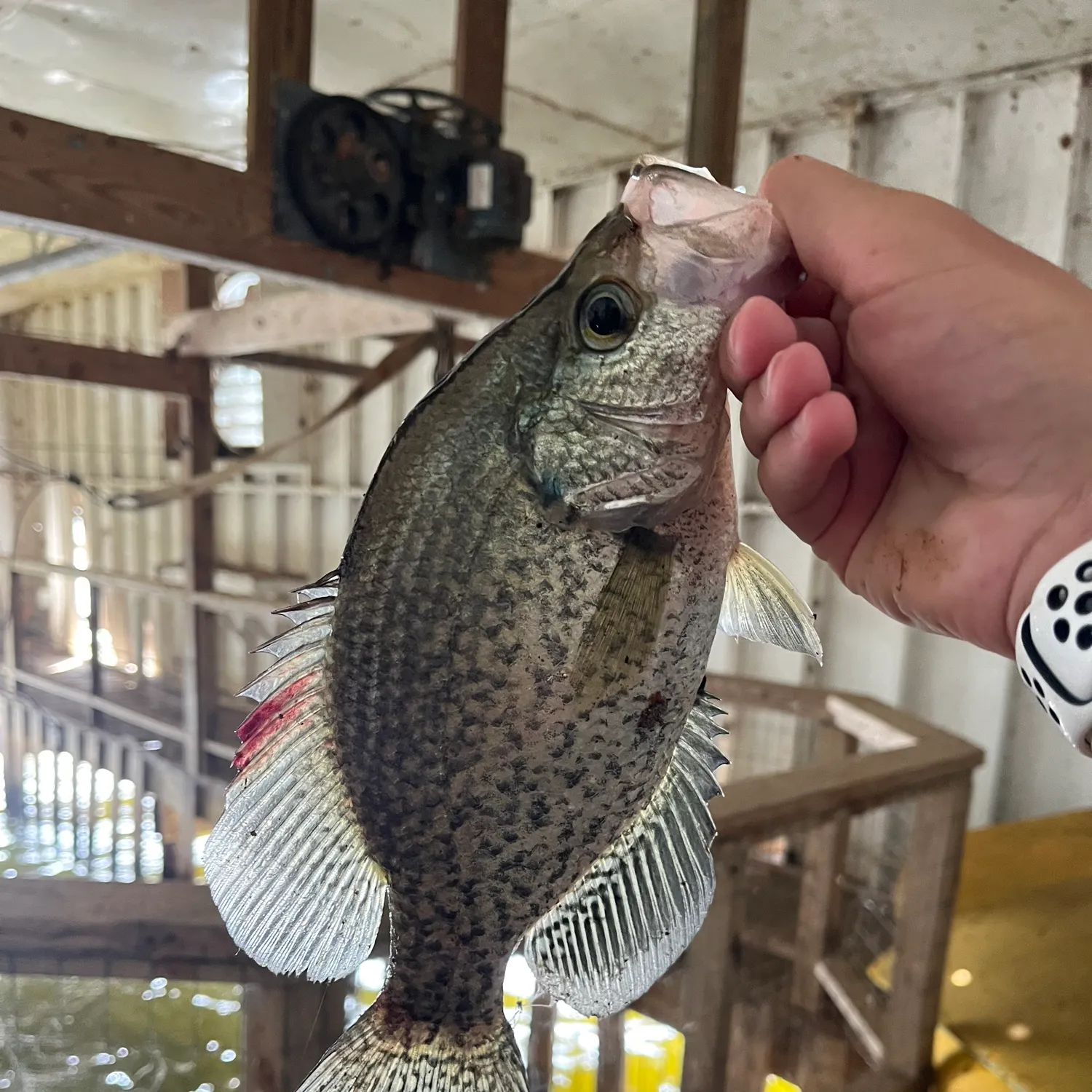 The most recent Magnolia crappie catches on Fishbrain