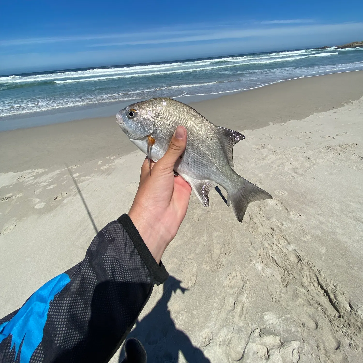The most recent Galjoen catches on Fishbrain