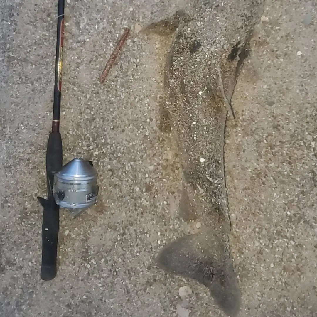 Channel catfish caught on Fishbrain