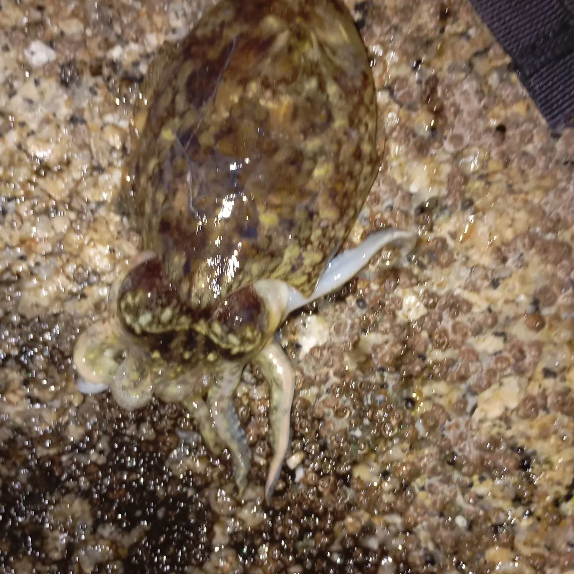 The most recent Common cuttlefish catches on Fishbrain