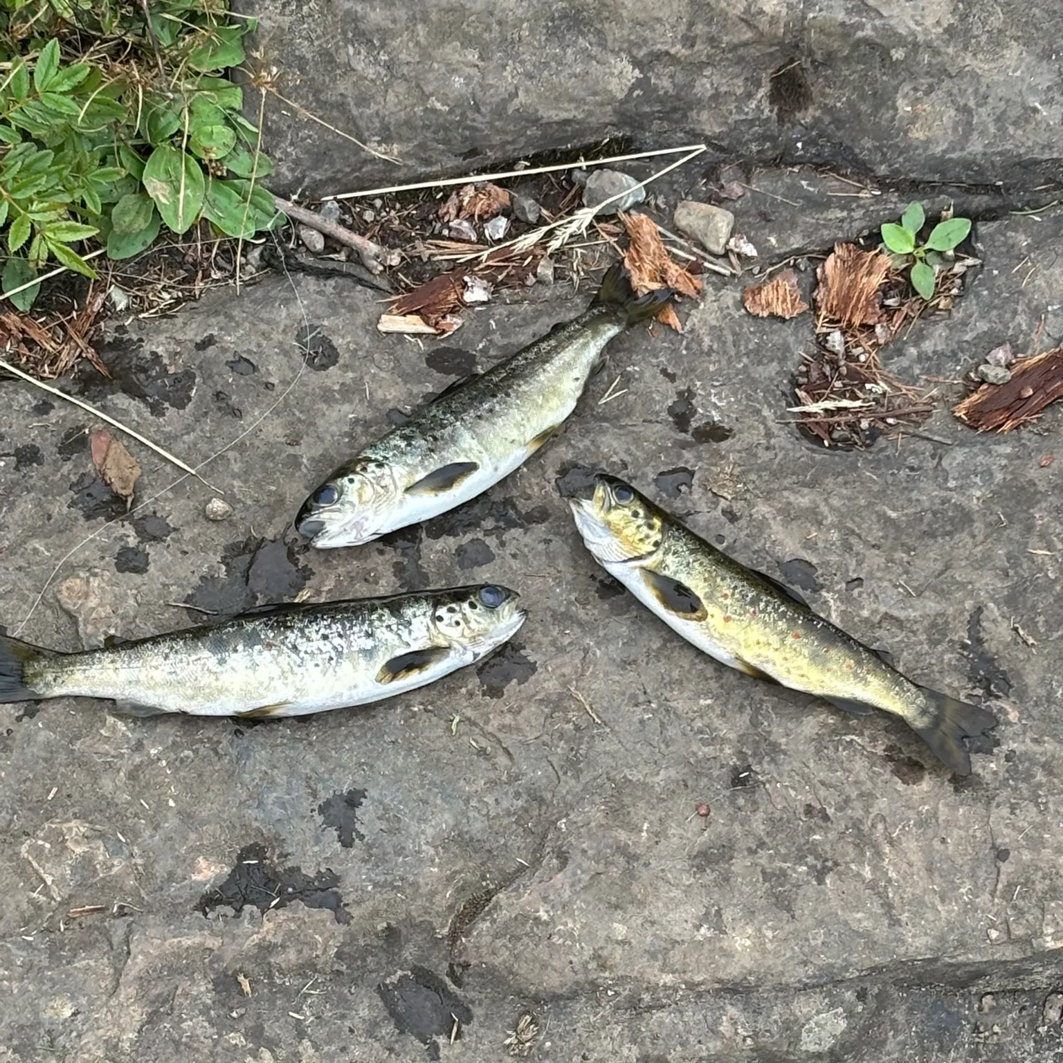 The most recent Atlantic salmon catches on Fishbrain