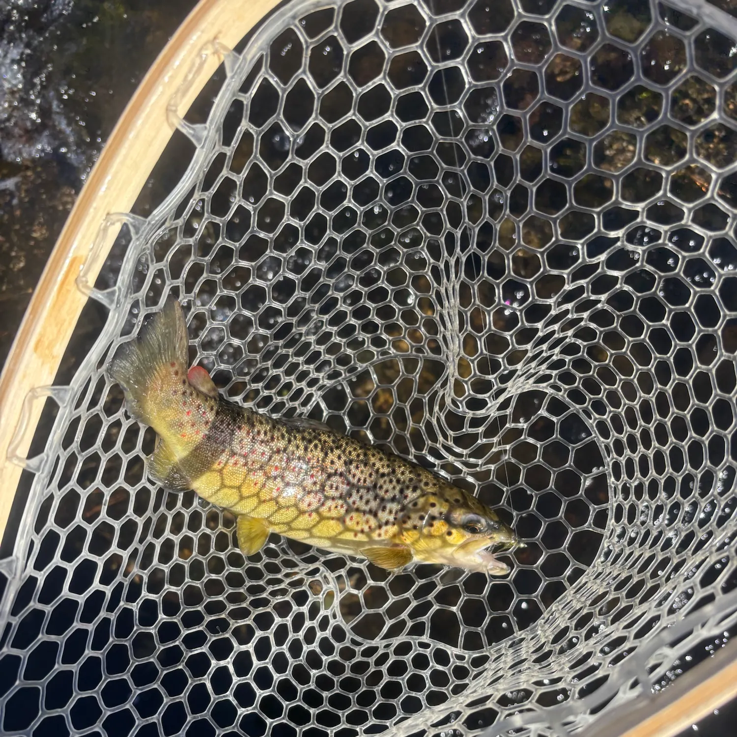 Brown trout caught on Fishbrain