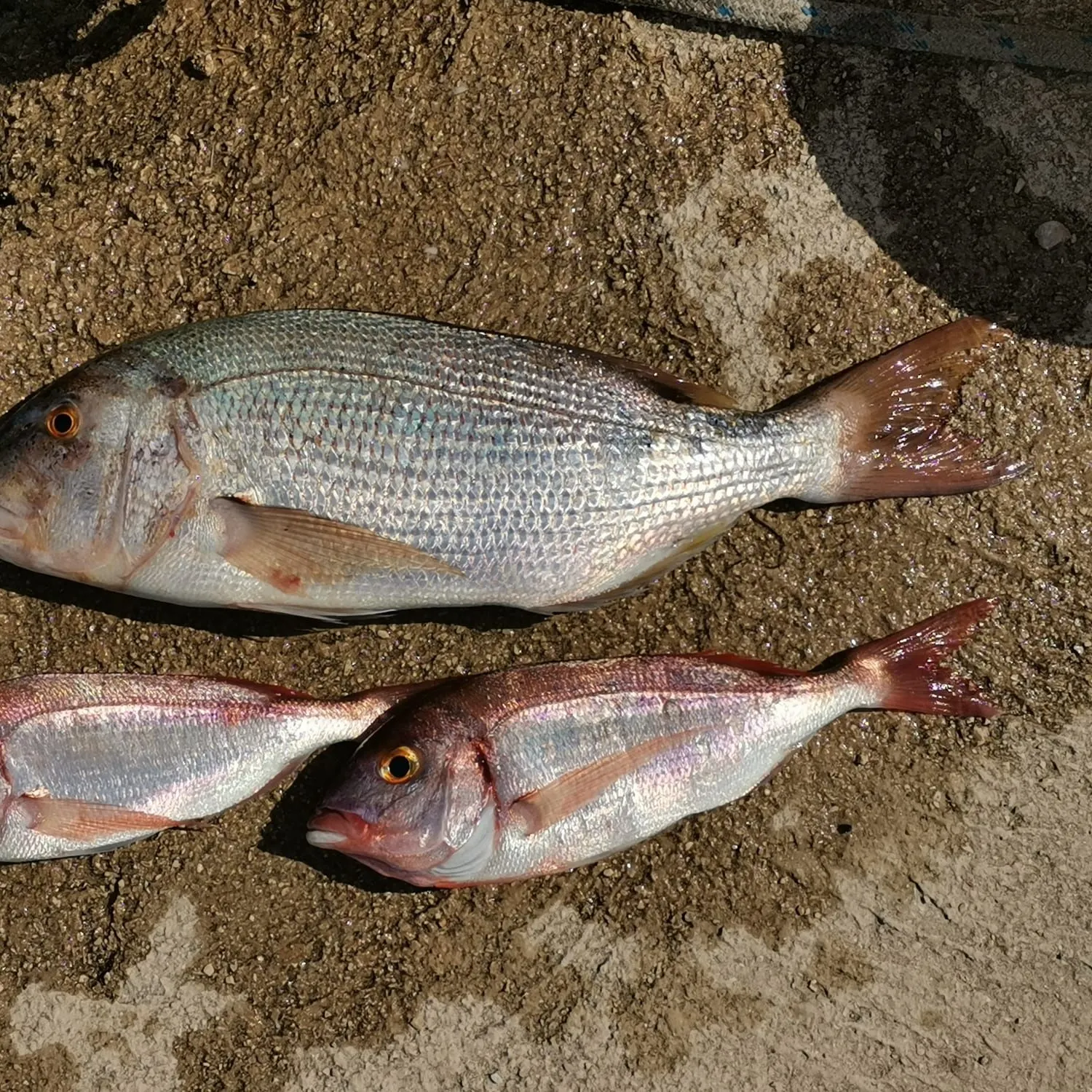 The most recent Common dentex catches on Fishbrain
