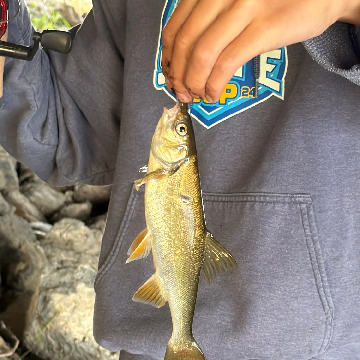 Chiselmouth caught on Fishbrain