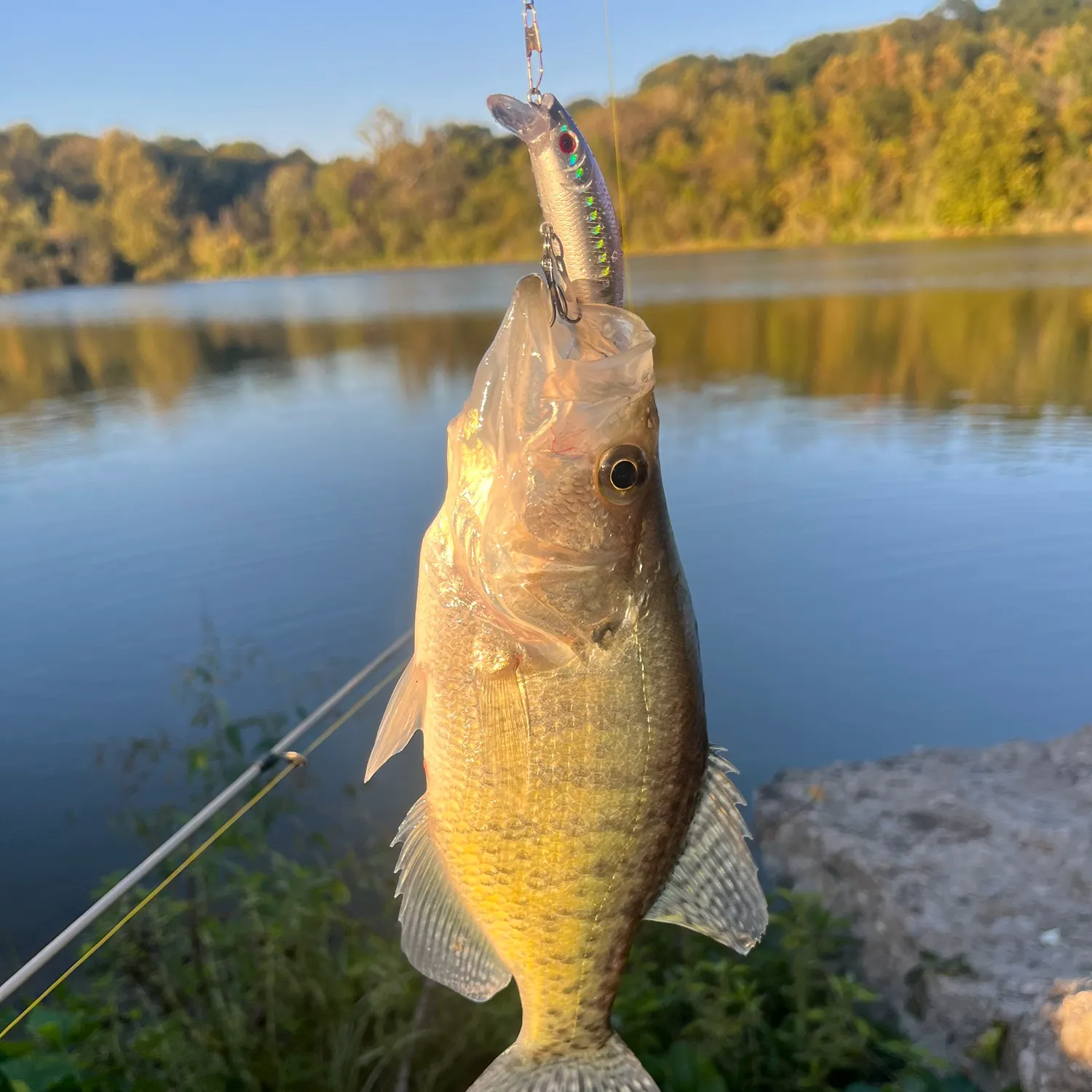 White crappie caught on Fishbrain