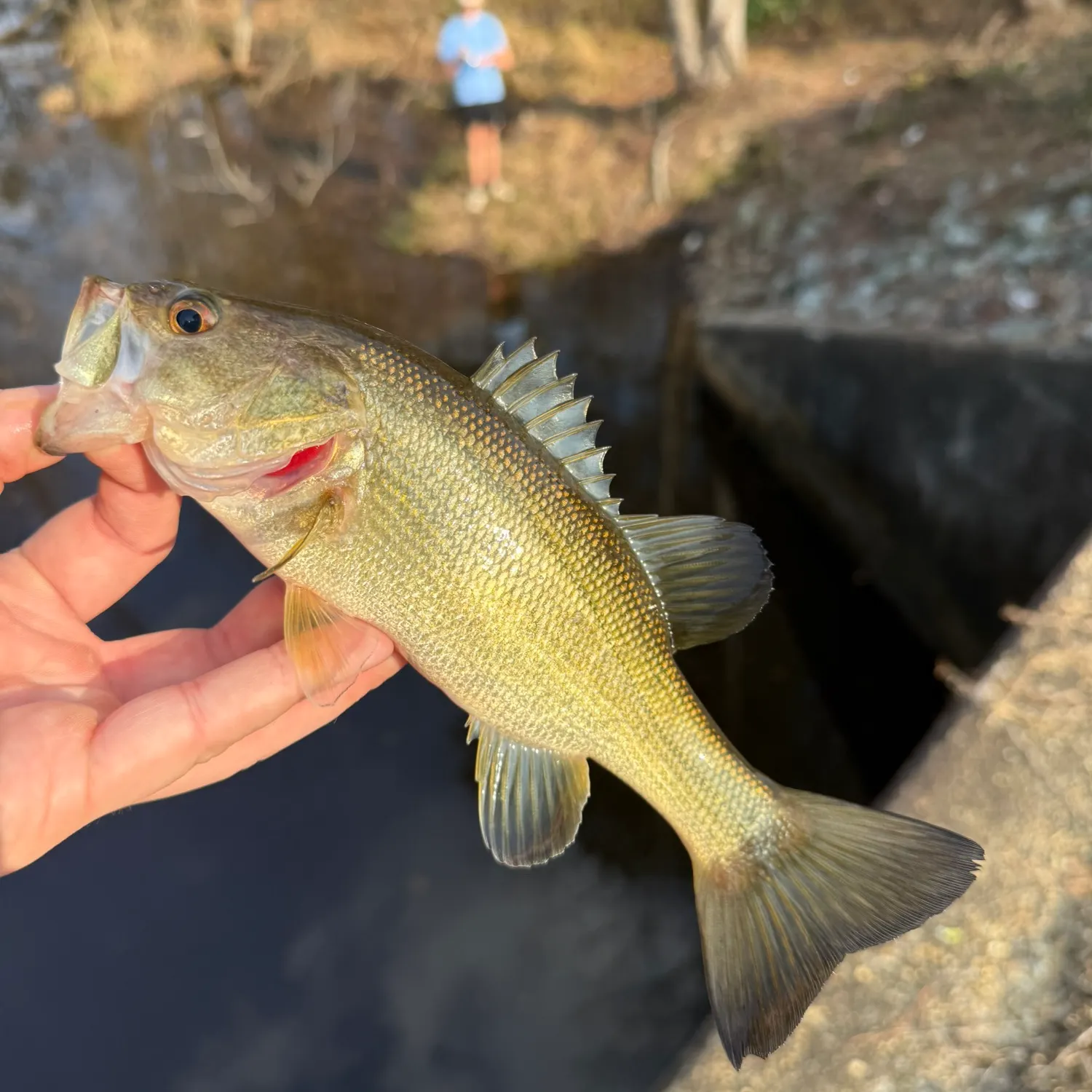 The most recent Largemouth bass catches on Fishbrain