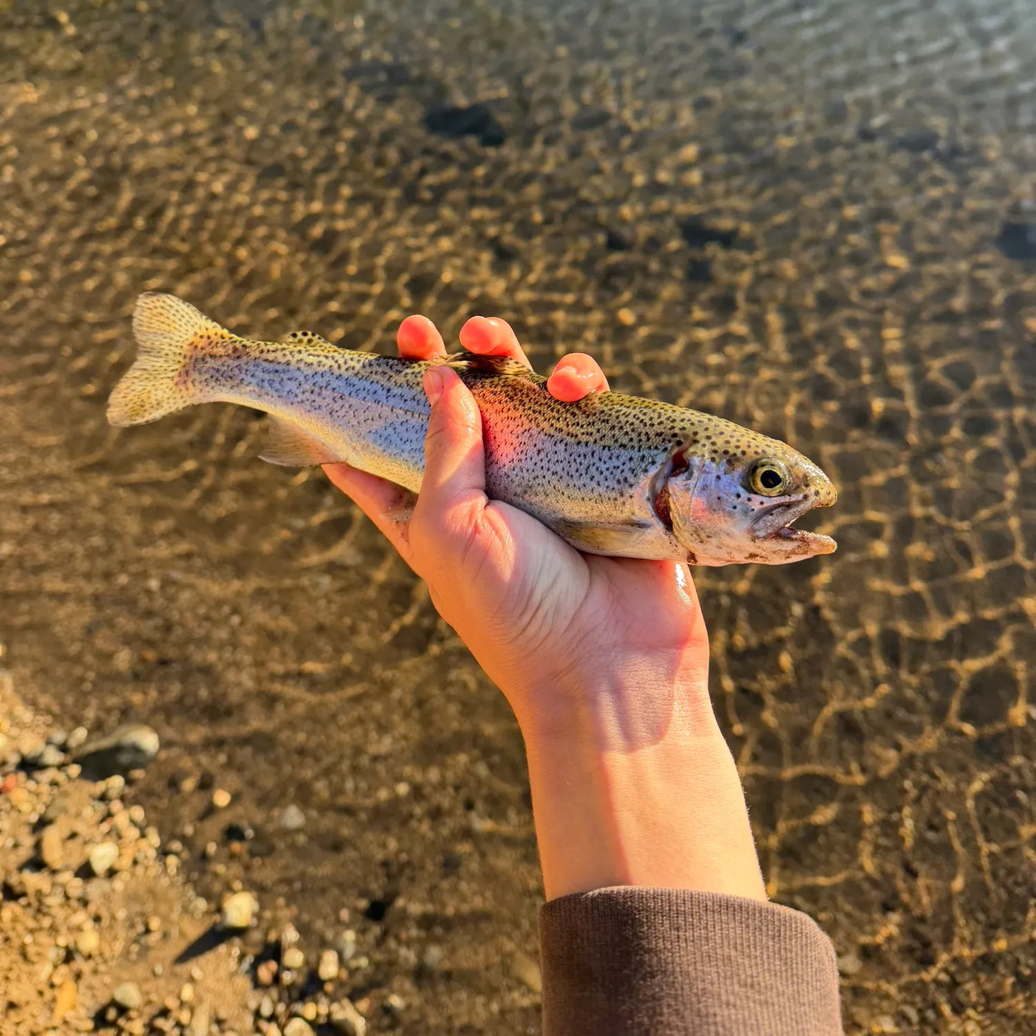 Rainbow trout caught on Fishbrain