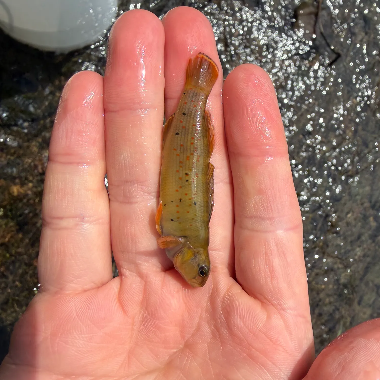 The most recent Bluebreast darter catches on Fishbrain