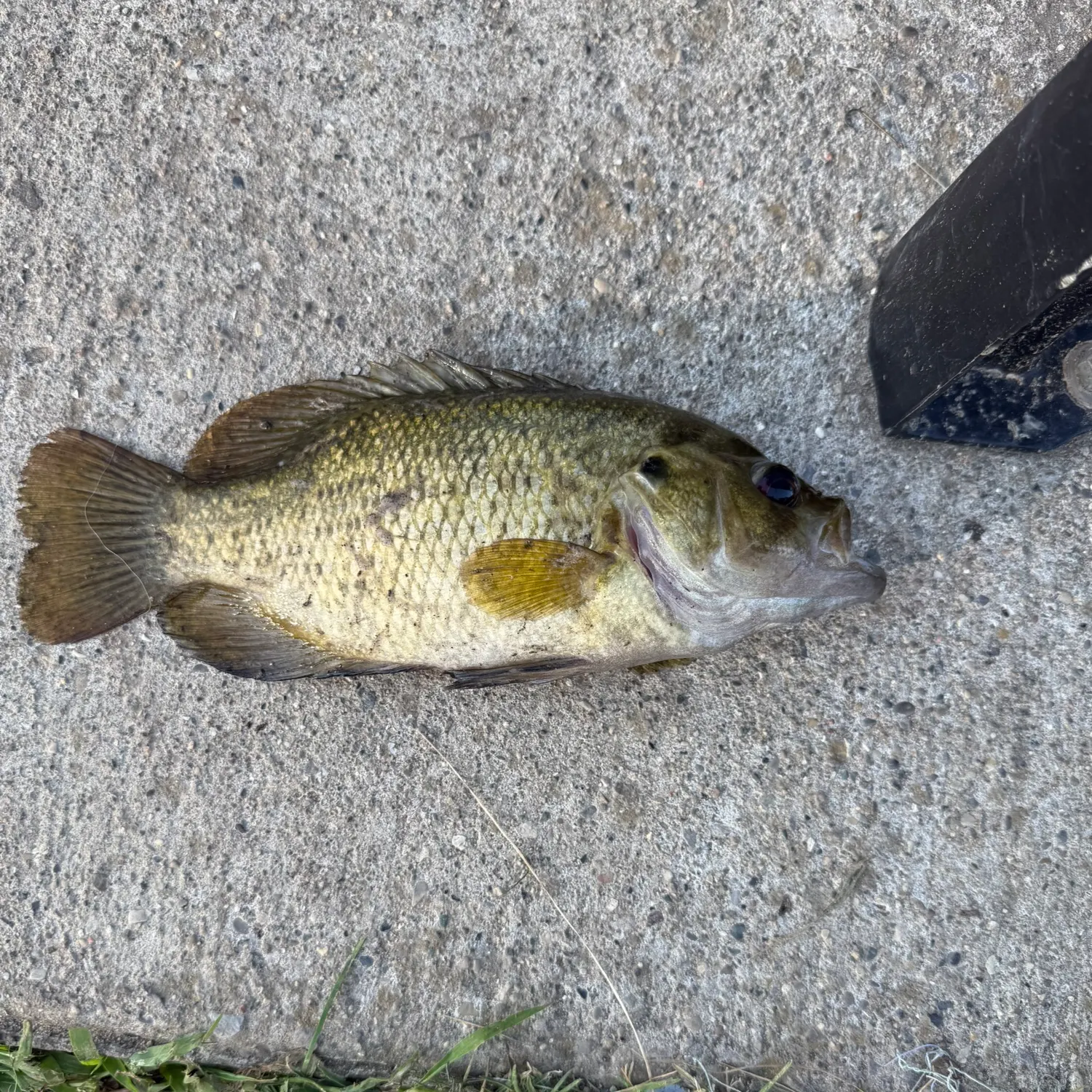 Rock bass caught on Fishbrain