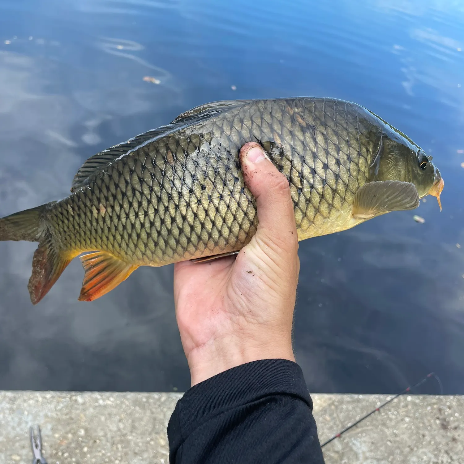 Common carp caught on Fishbrain