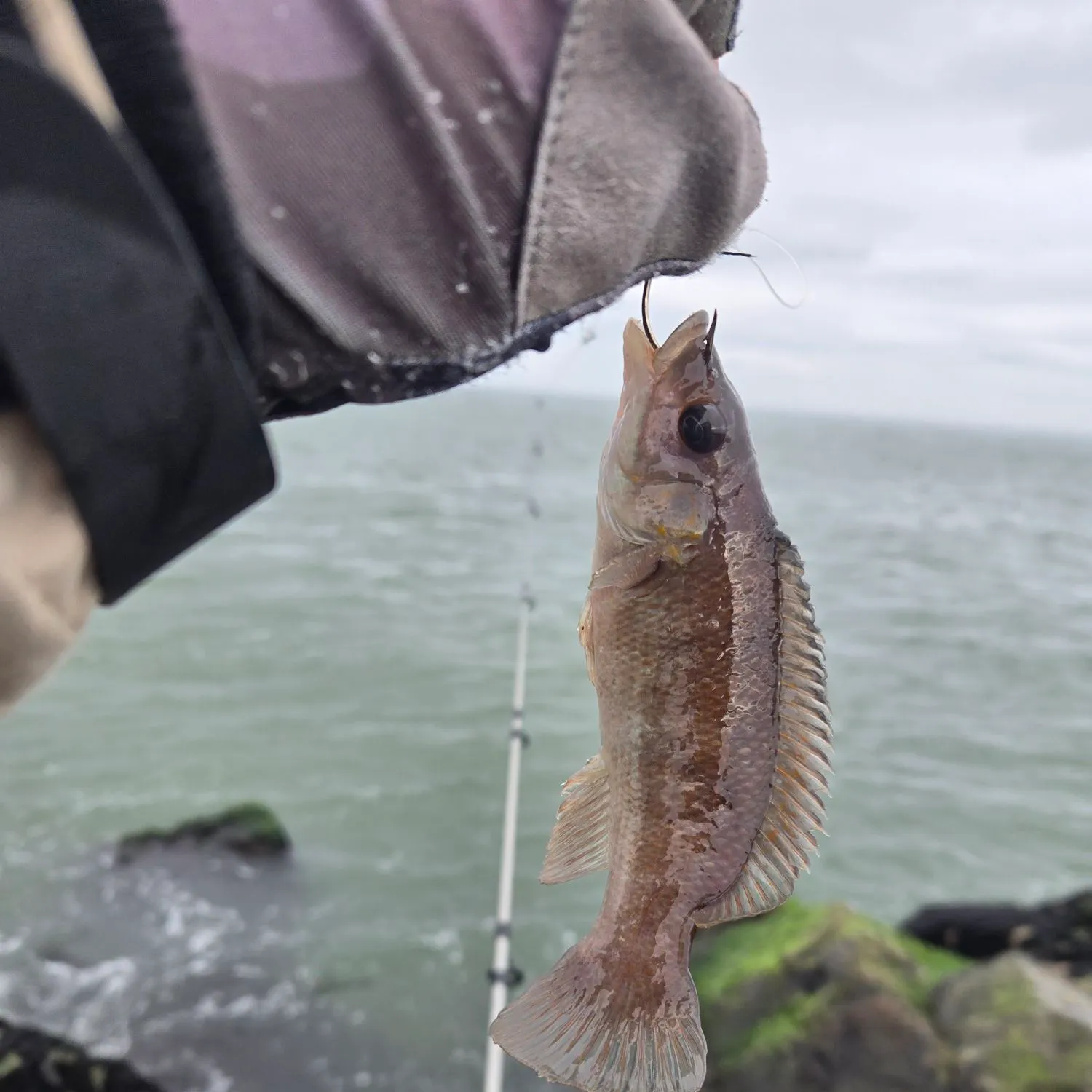 The most recent Cunner catches on Fishbrain