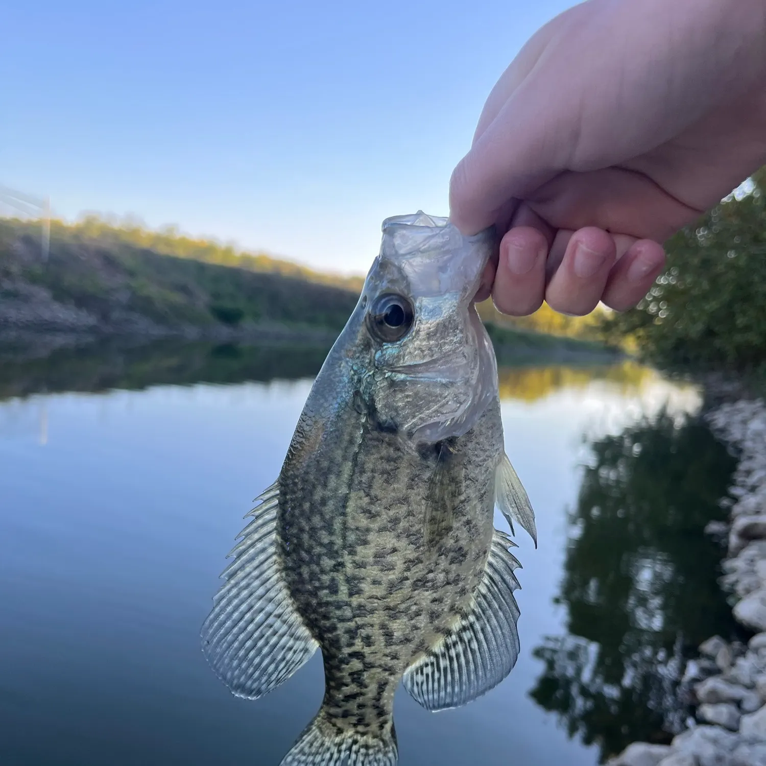 Black crappie caught on Fishbrain