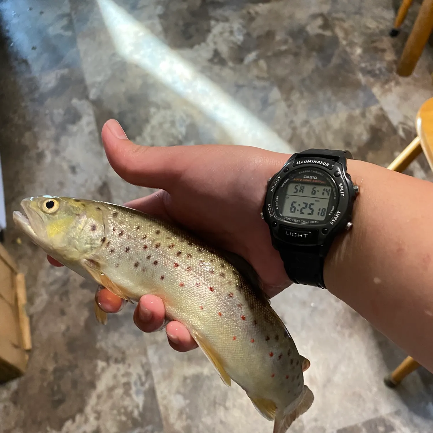 Brown trout caught on Fishbrain