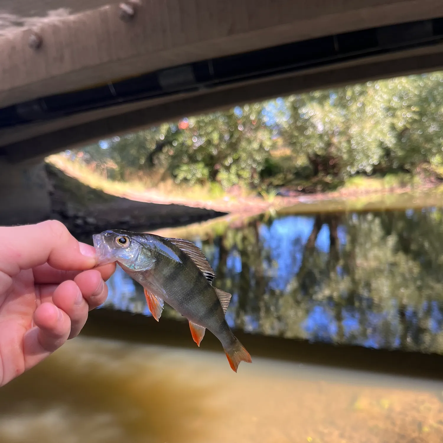 European perch caught on Fishbrain
