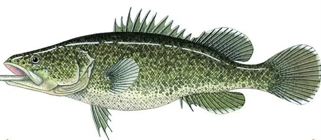 Murray cod