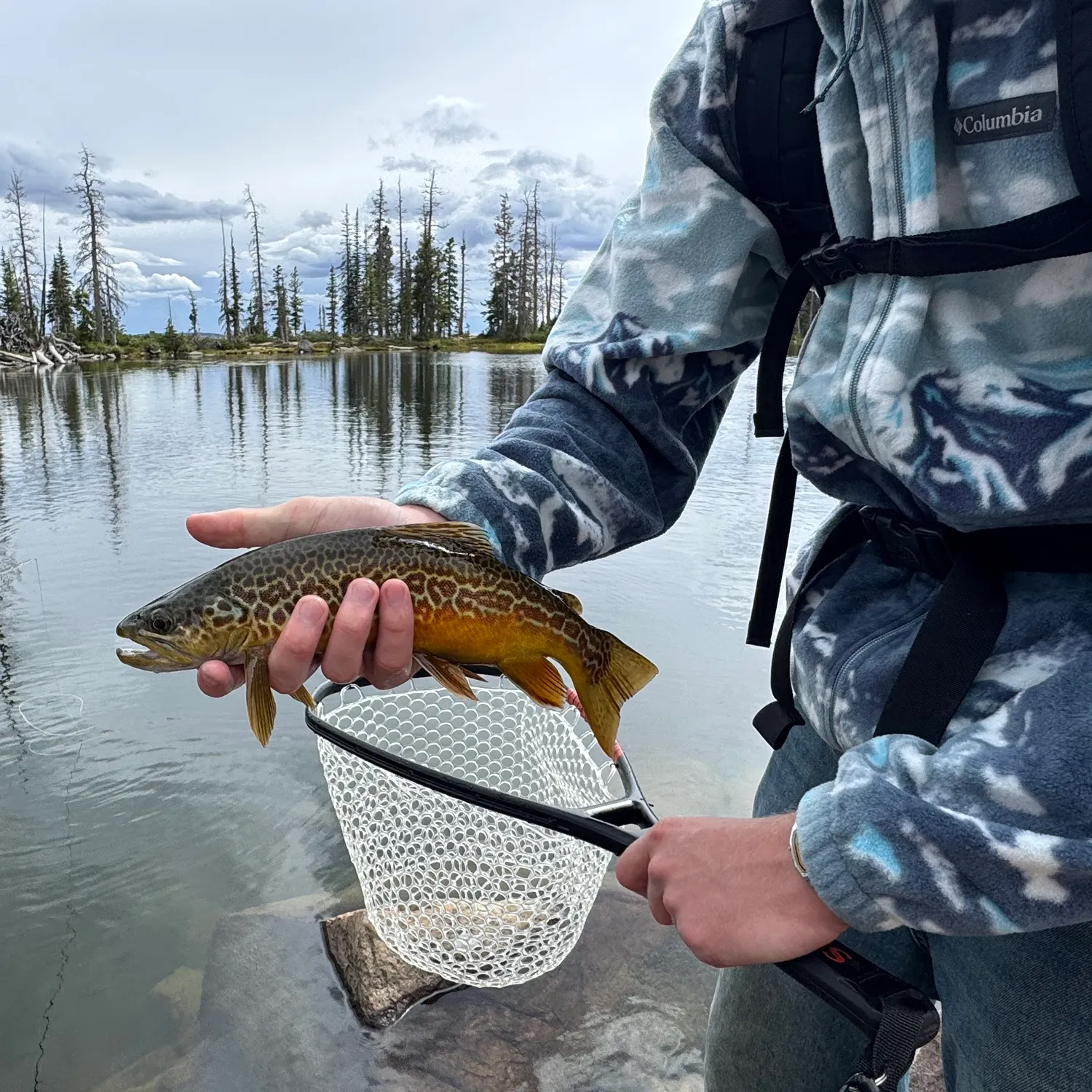 Tiger trout caught on Fishbrain