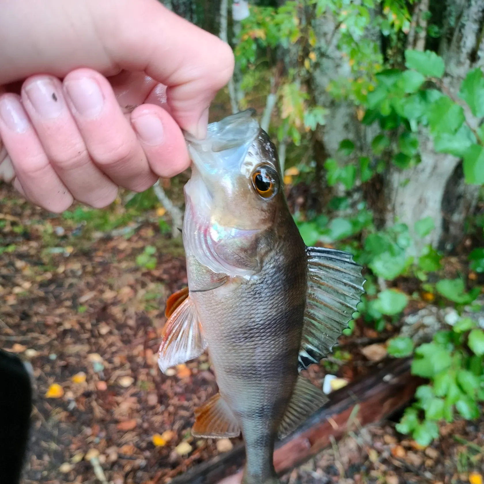 European perch caught on Fishbrain
