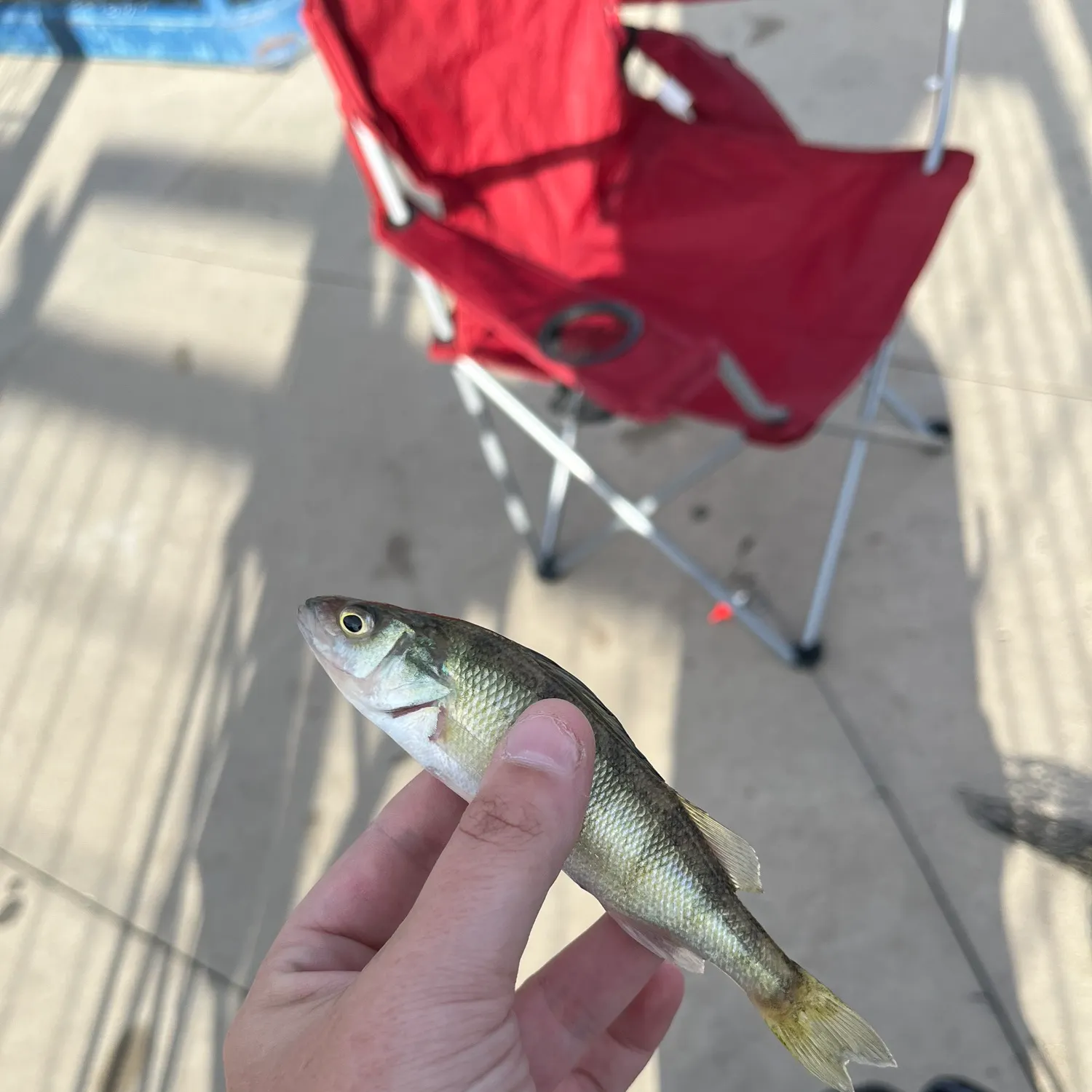 Yellow perch caught on Fishbrain